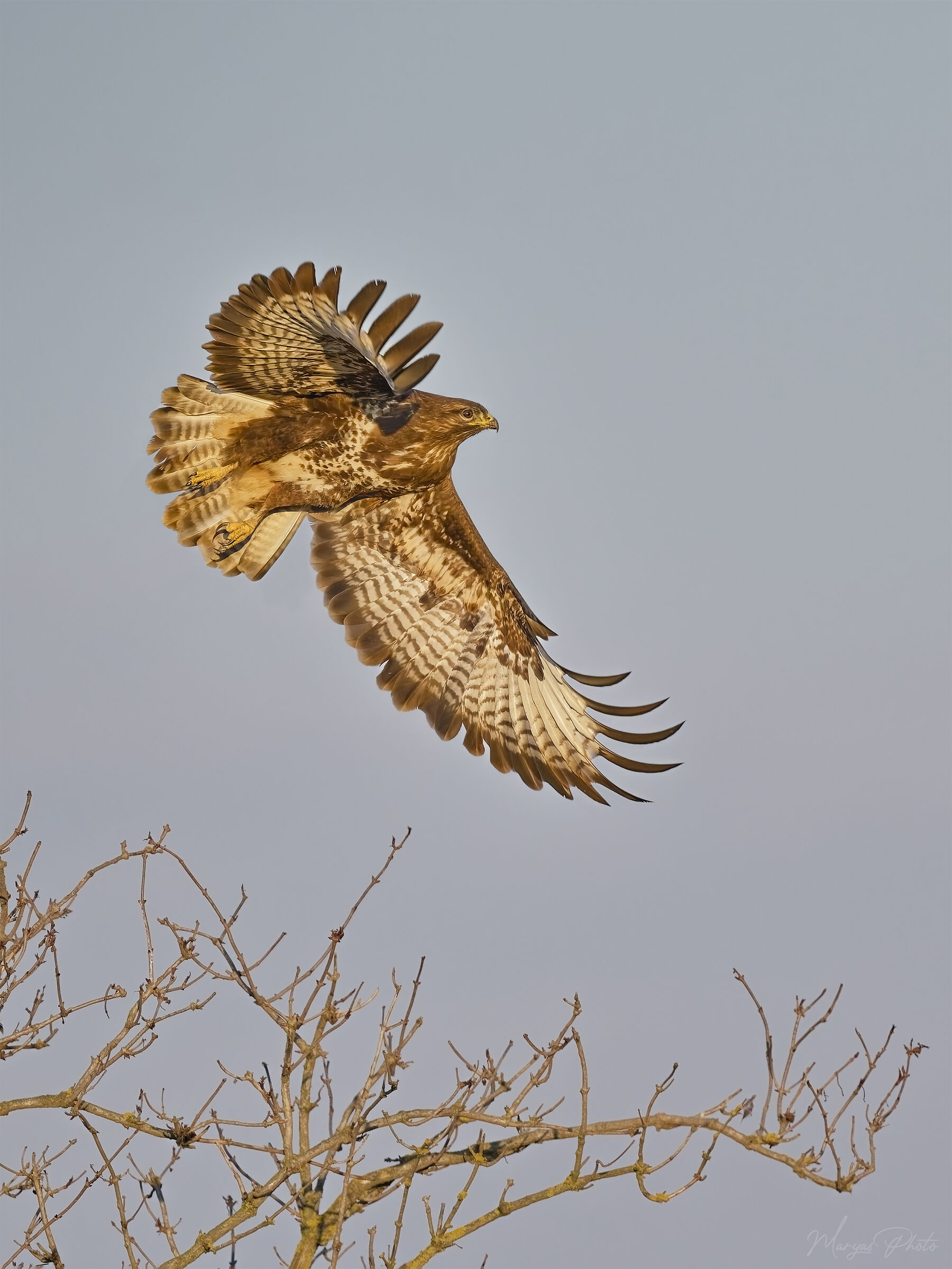 Buzzard in evening light
