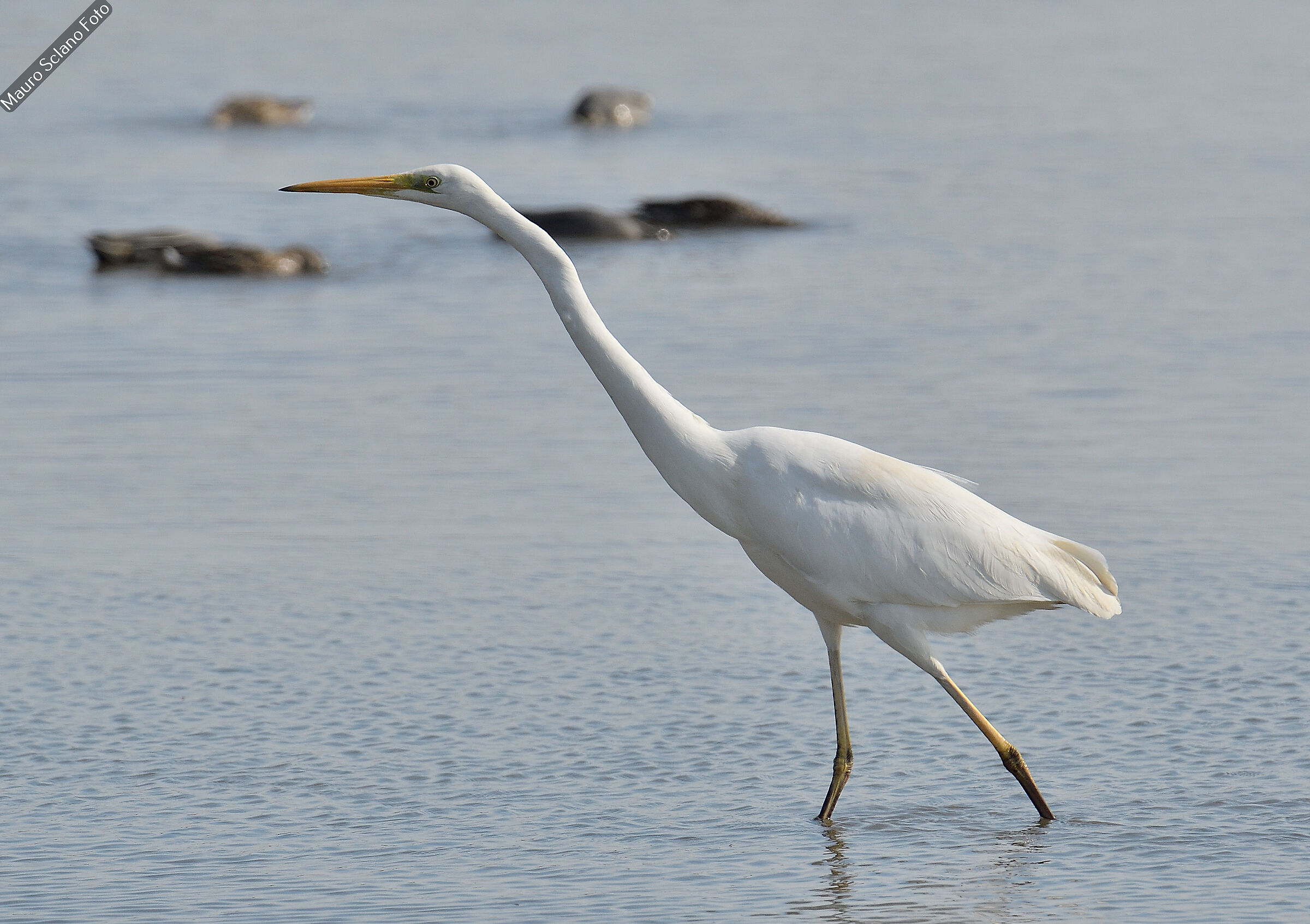 White Heron