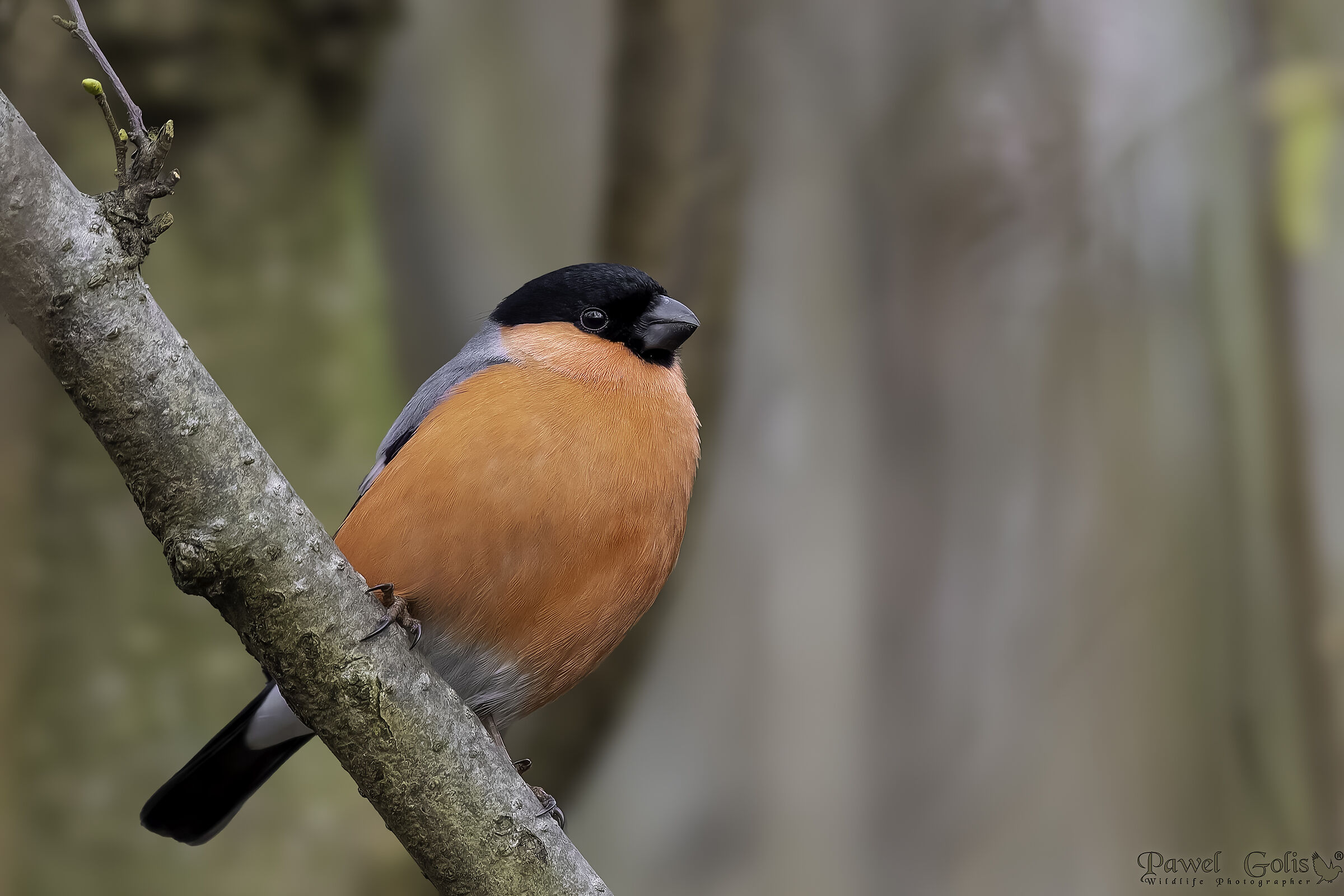 Ciuffolotto (Pyrrhula pyrrhula)