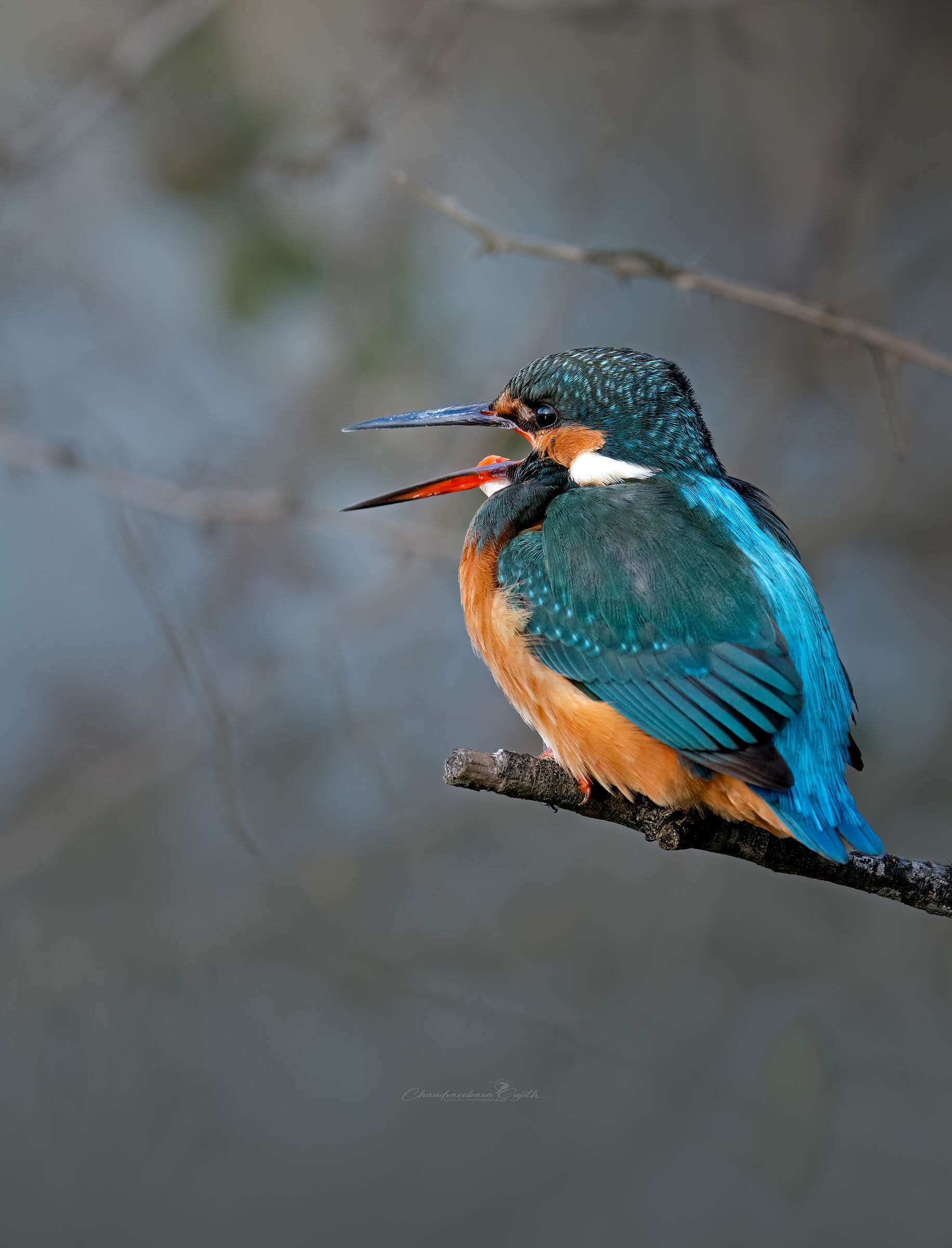 Kingfisher