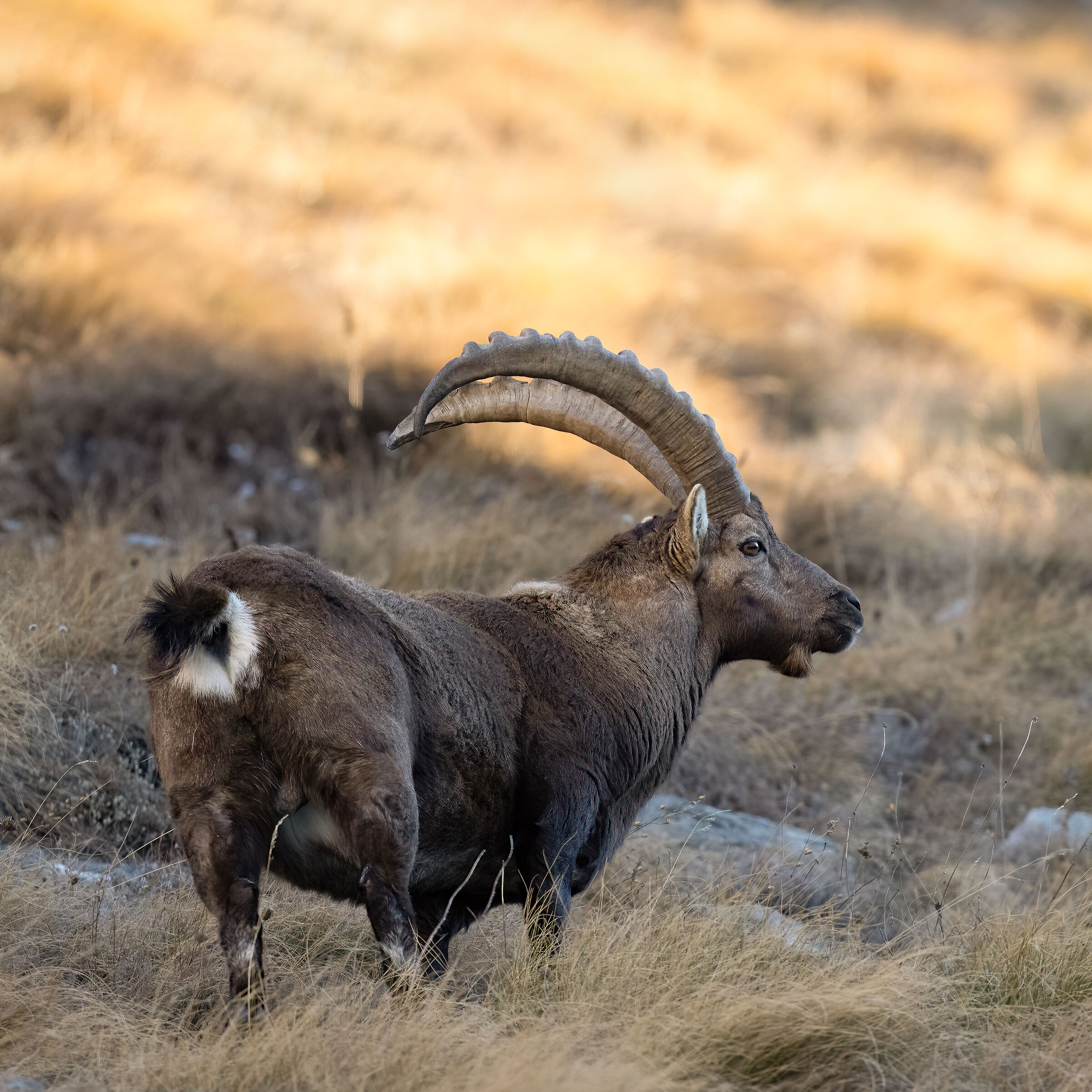 Ibex - Gran Paradiso National Park