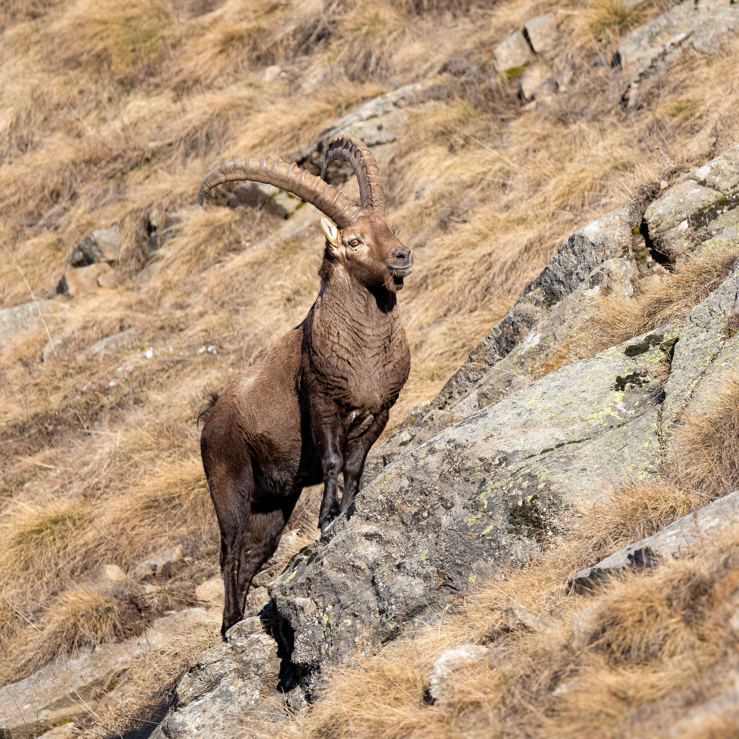 Ibex - Gran Paradiso National Park