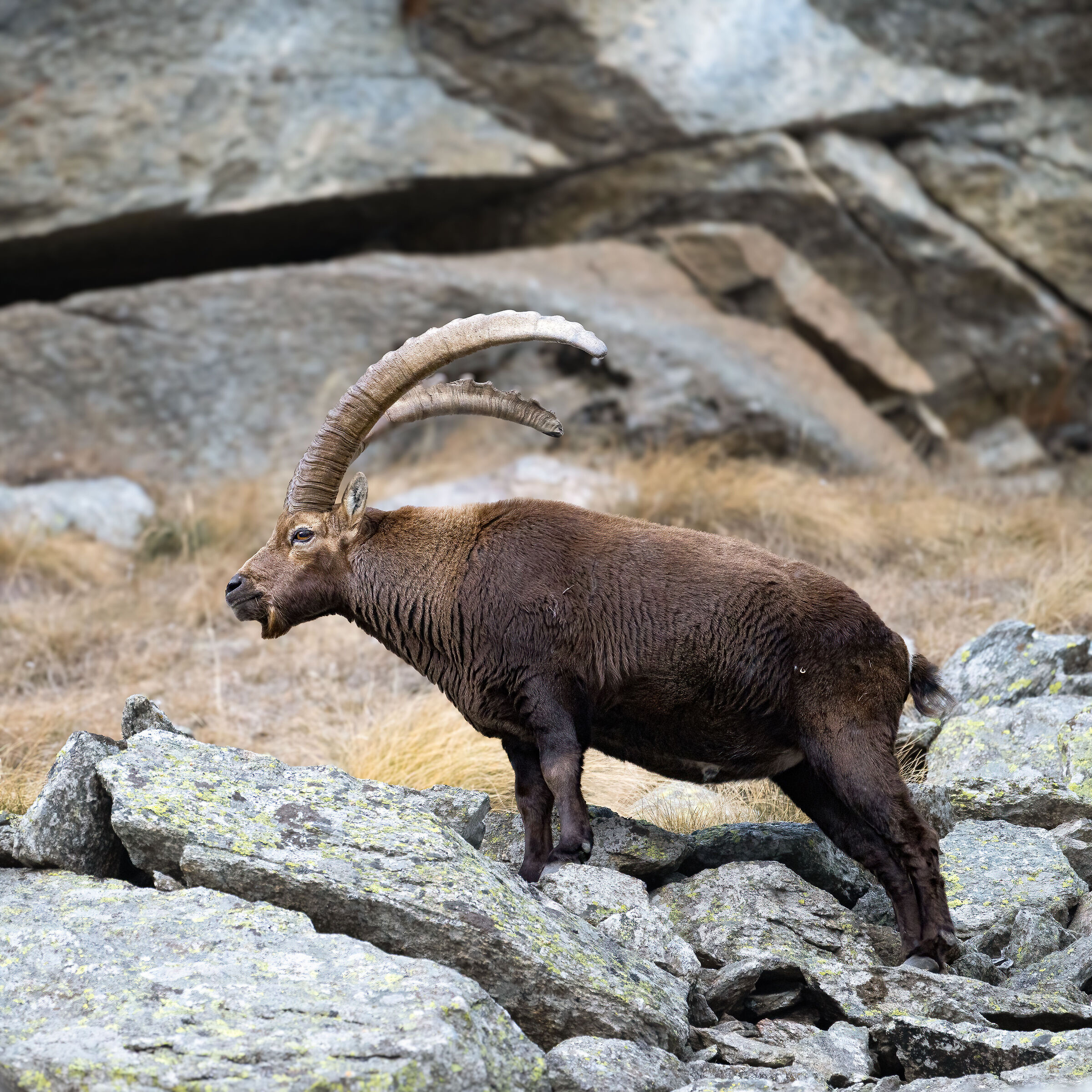 Ibex - Gran Paradiso National Park