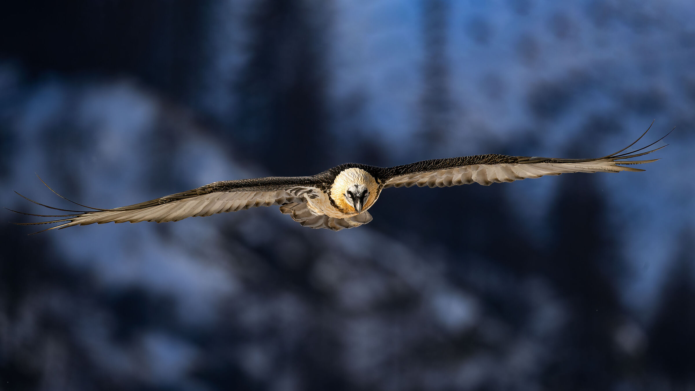 Gypaetus barbatus - Parco Nazionale del Gran Paradiso