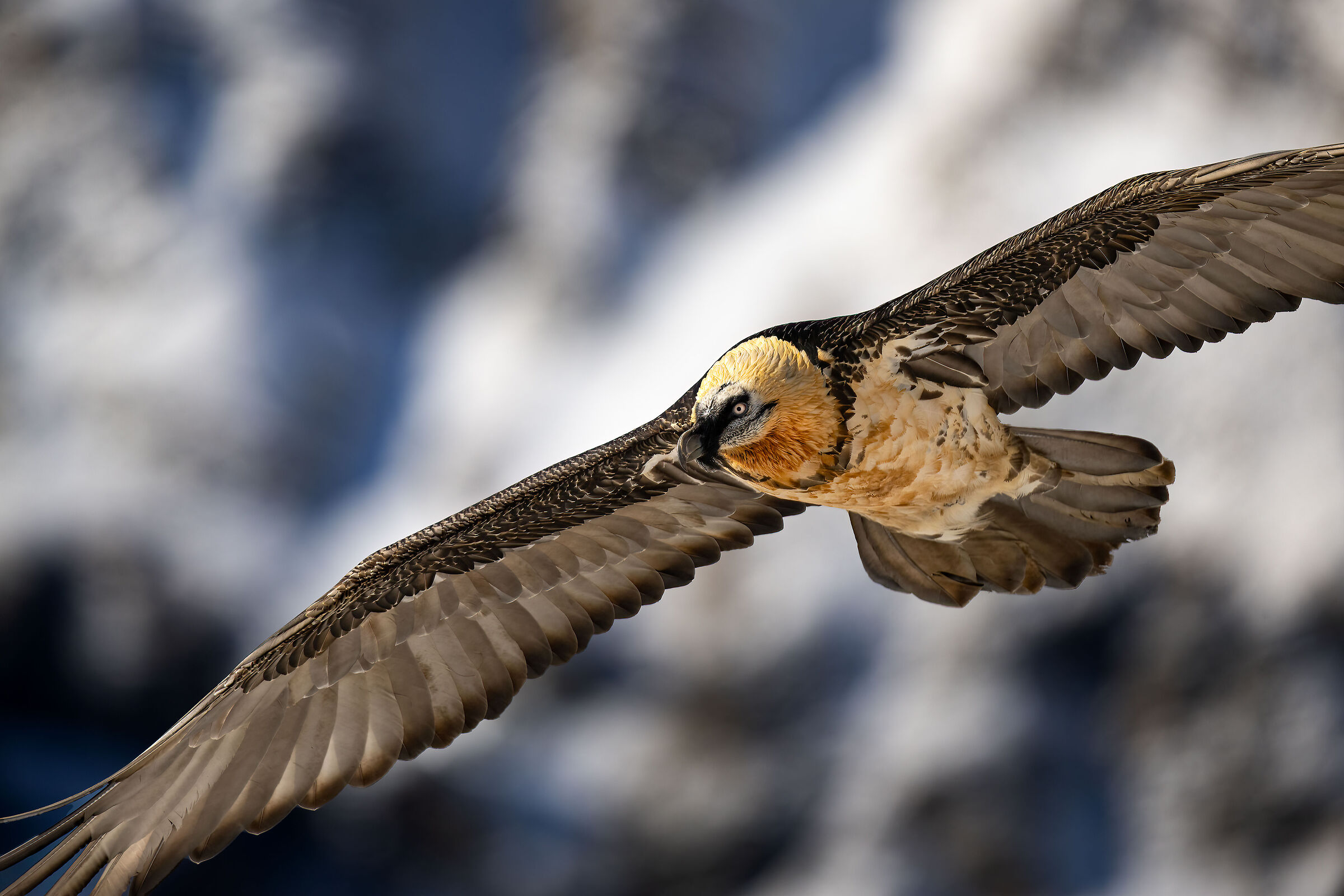 Gypaetus barbatus - Parco Nazionale del Gran Paradiso