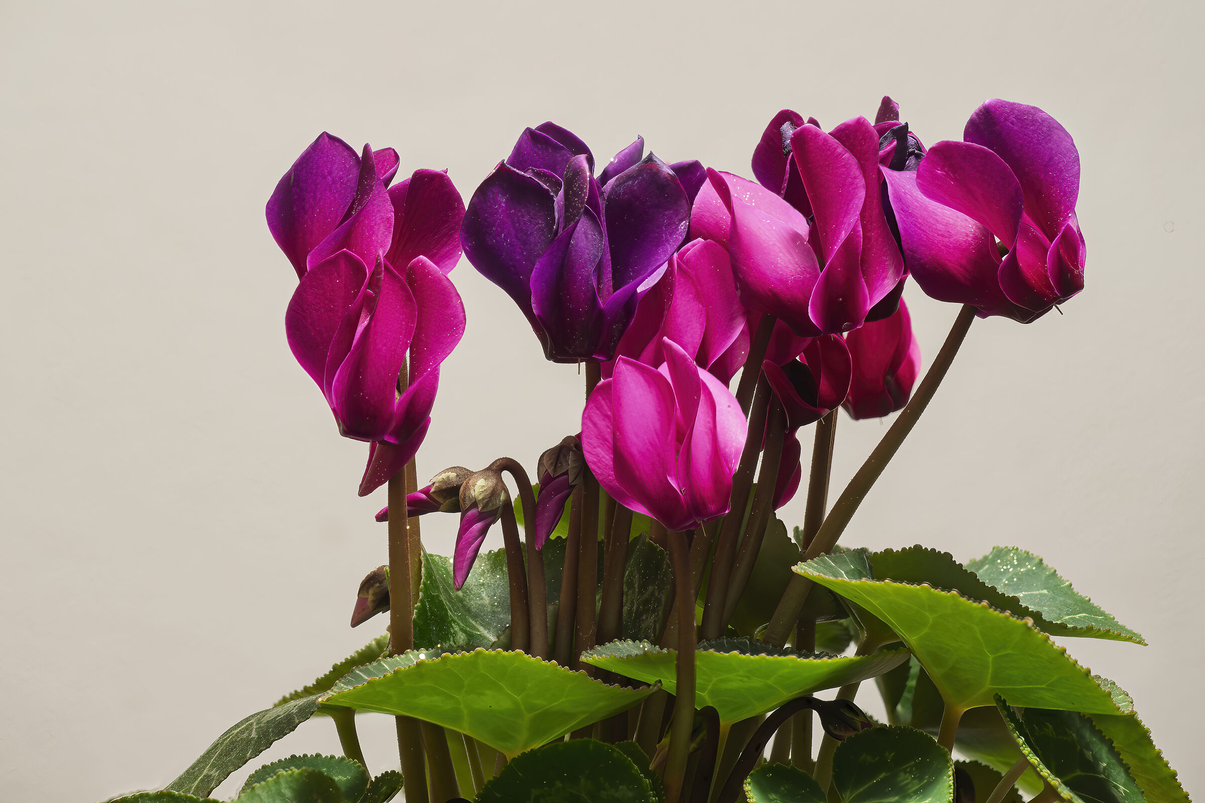 Cyclamen