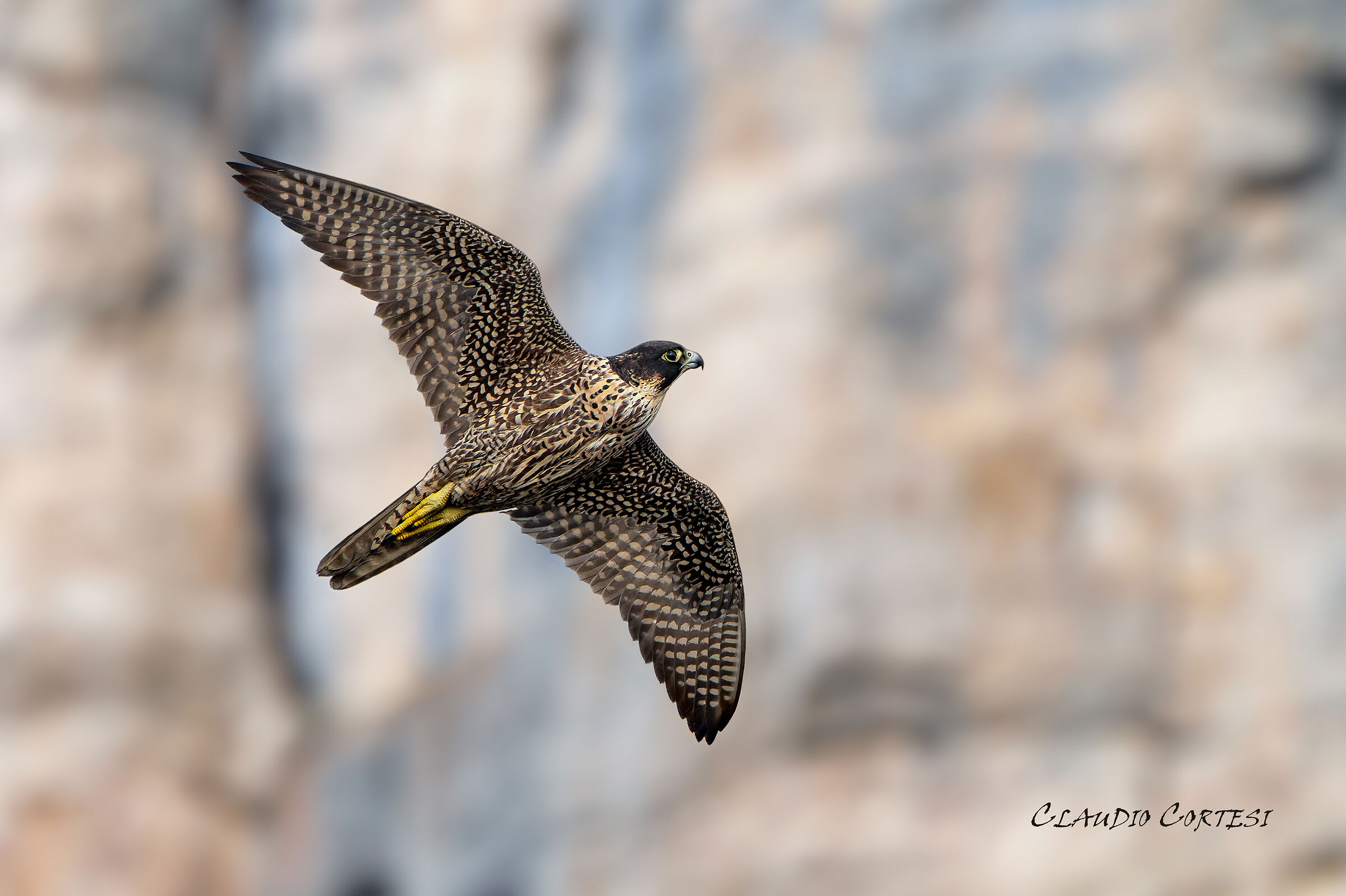 Le discese ardite e le risalite.....