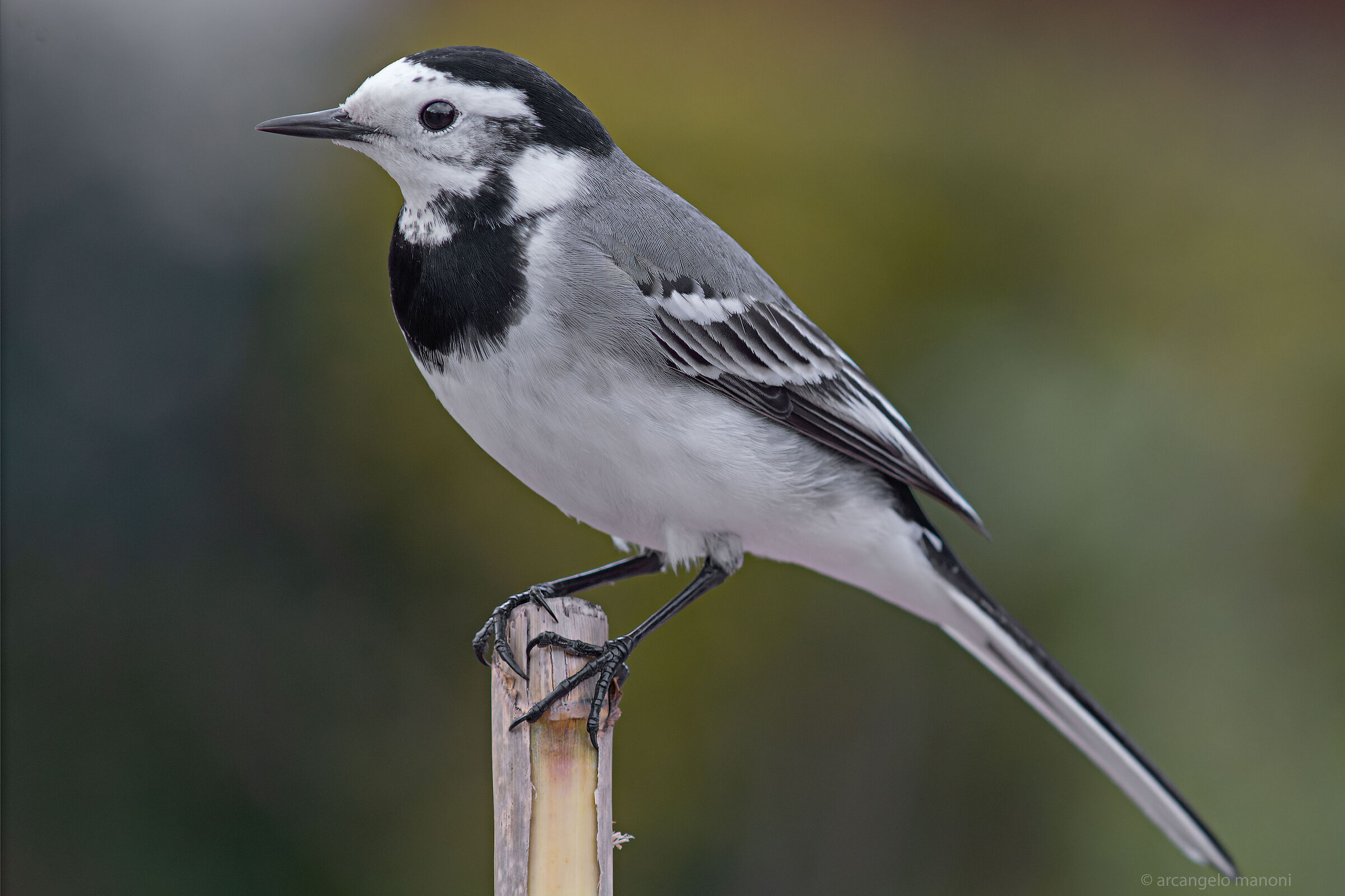The little bird in black and white