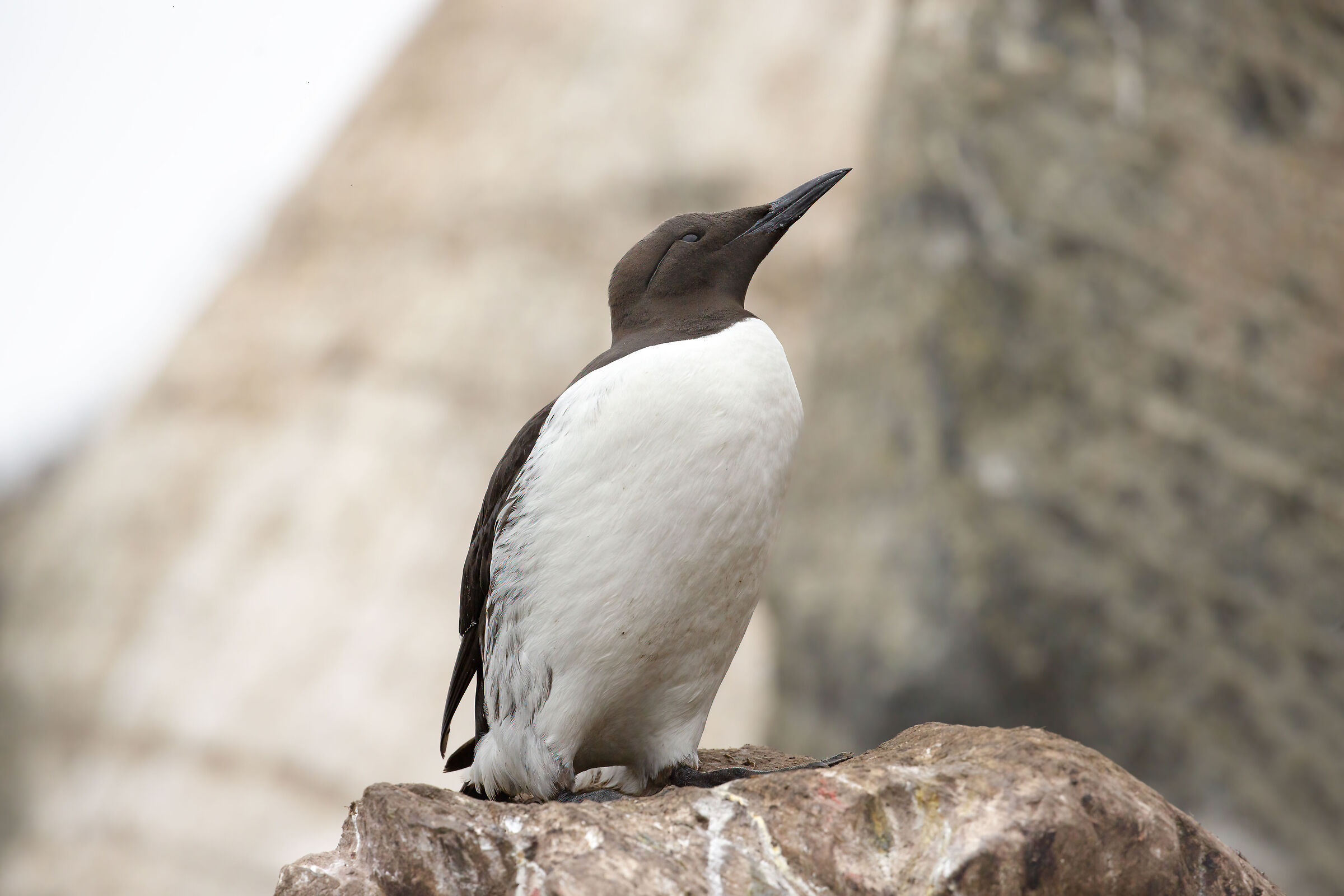 tra le ripide scogliere, gazza marina