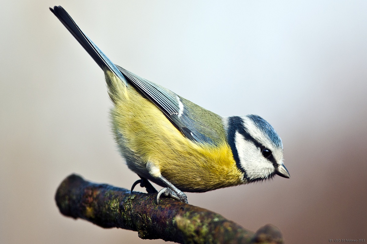 Cinciarella -Cyanistes caeruleus