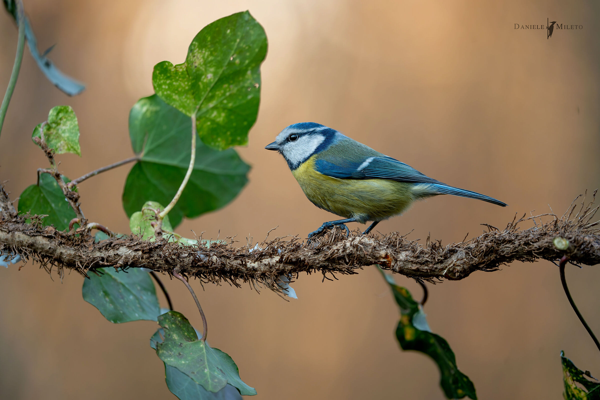 Blue set on ivy root