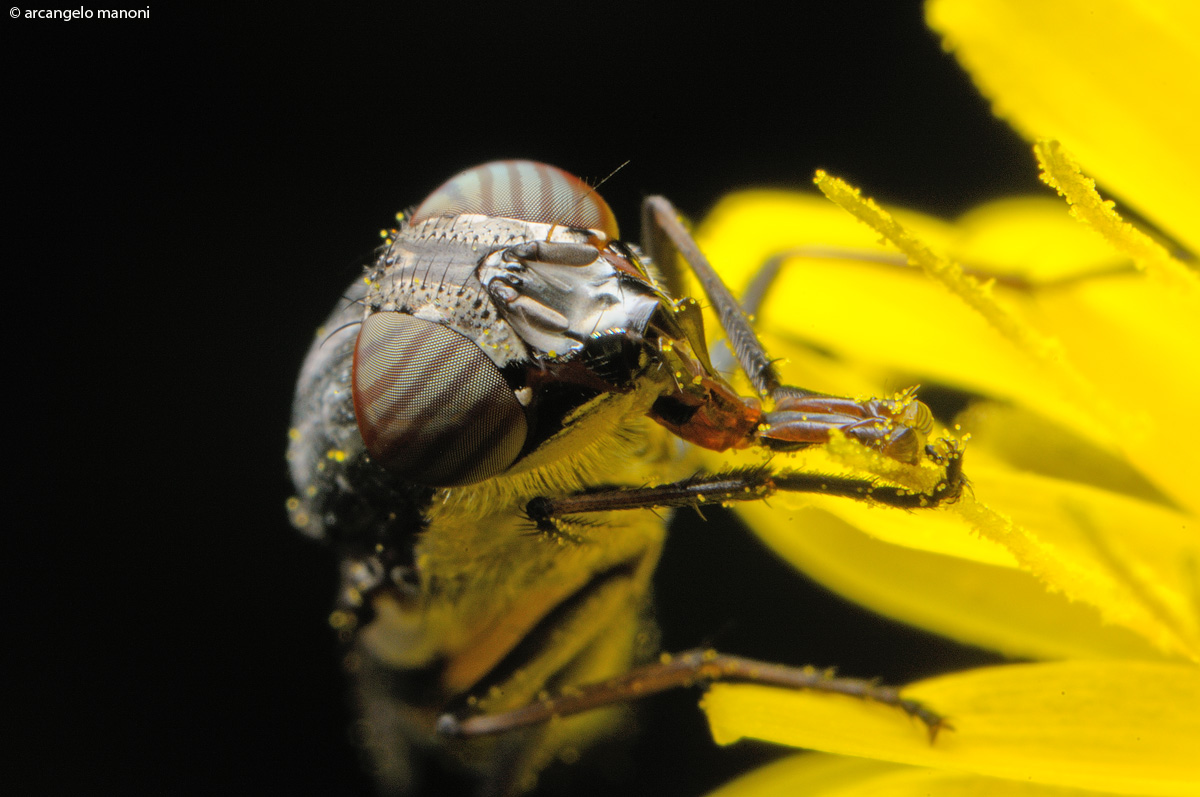 La scelta del polline