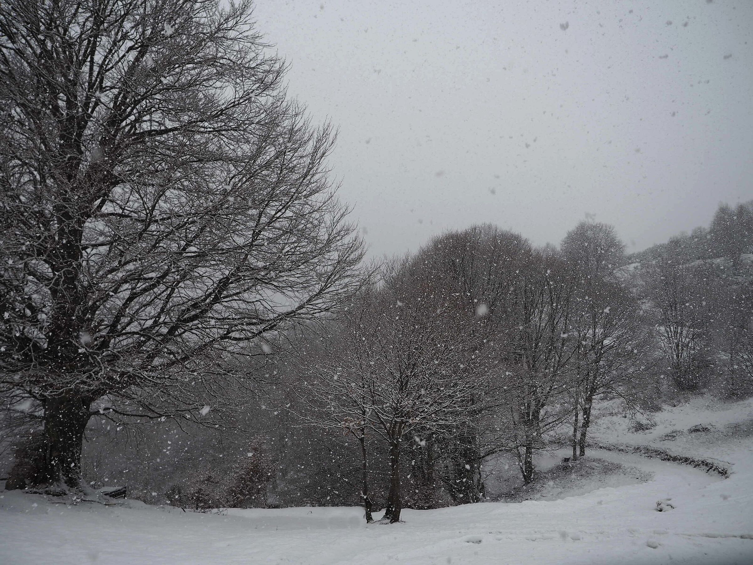 Una bella nevicata ! gennaio 2025