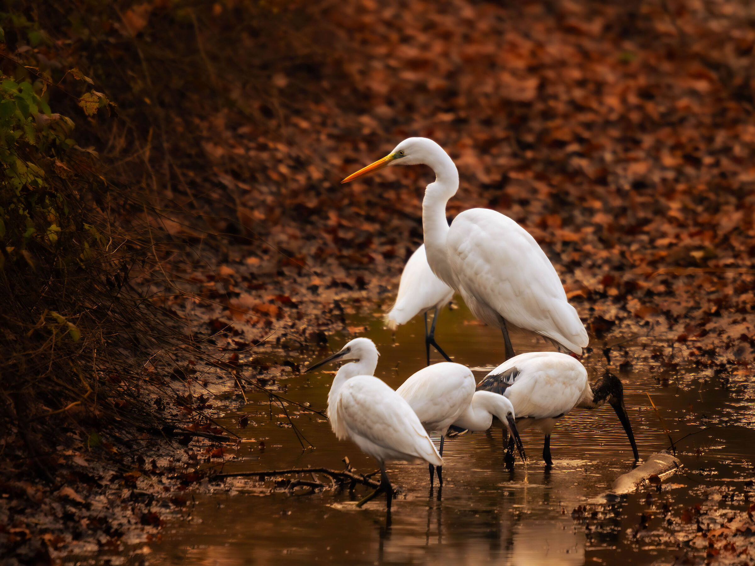 Birds Meeting