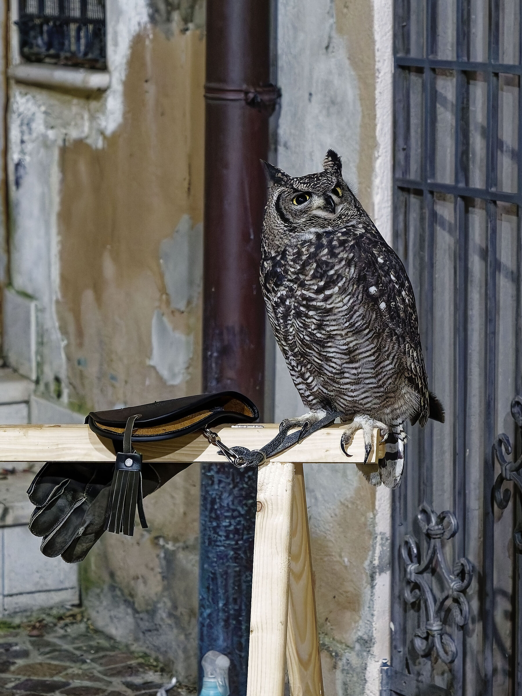 Owl in captivity - Living nativity scene in Chieti