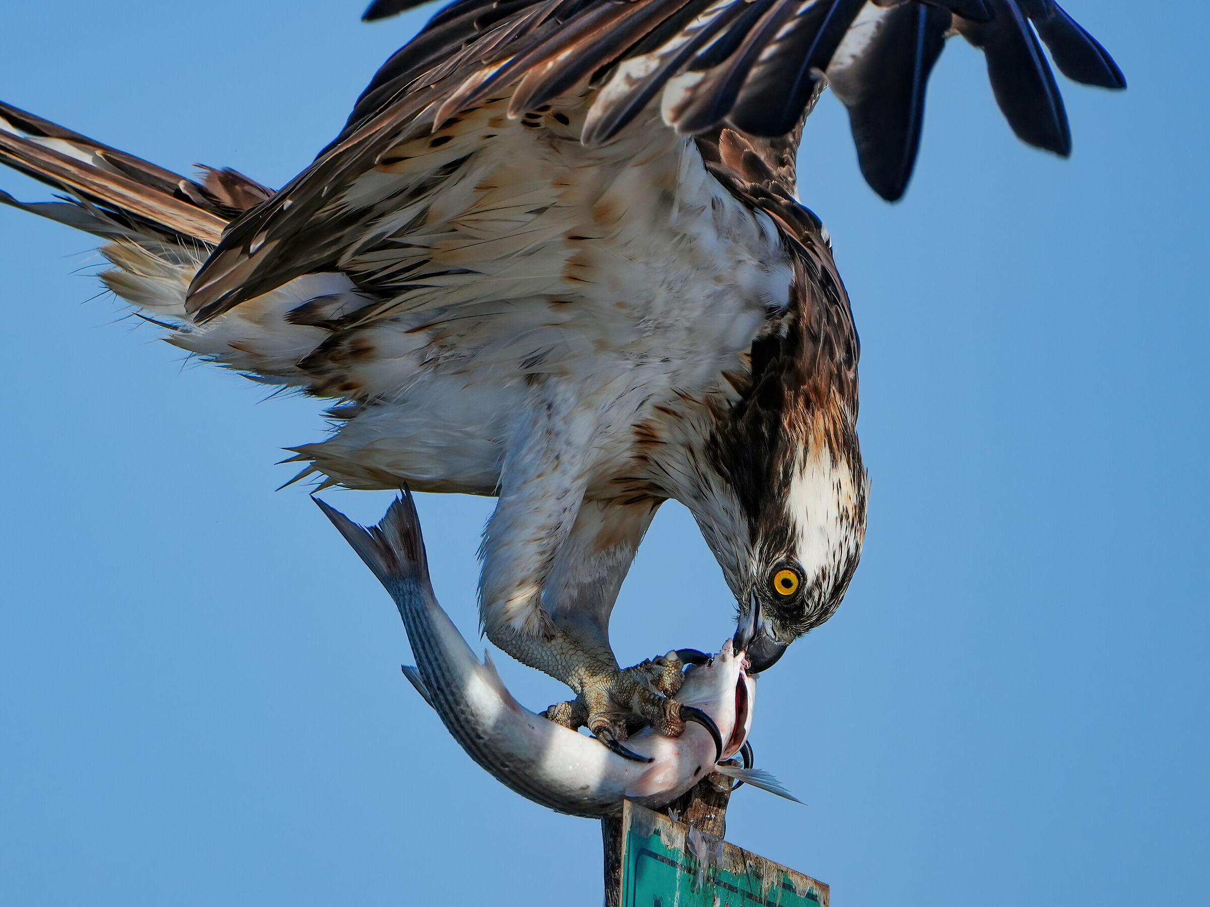 The Kiss of Death - 2