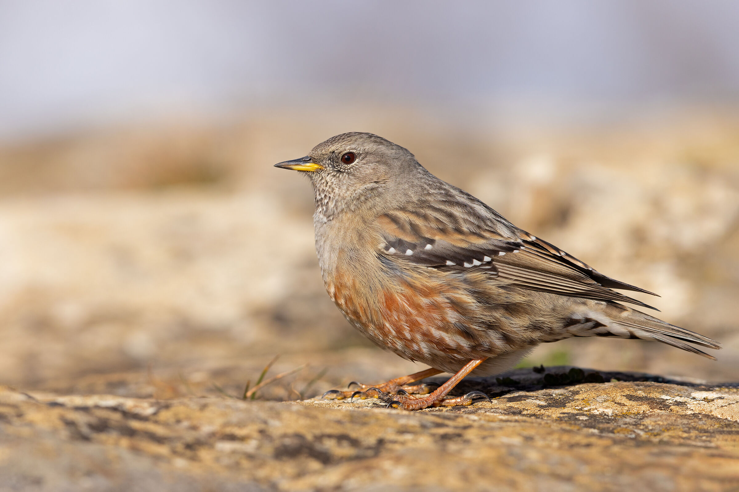 Alpine accentor