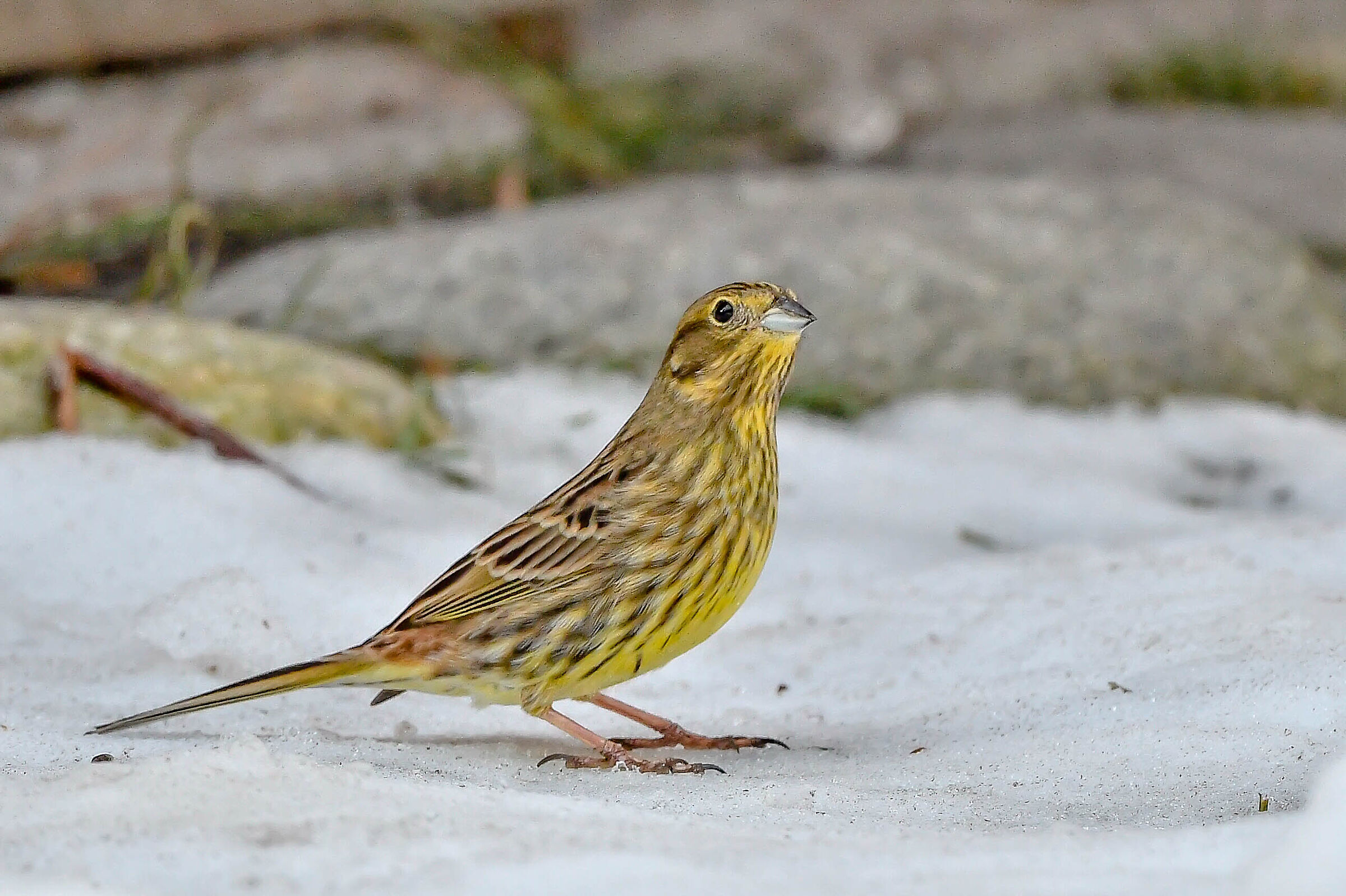 Zigolo giallo