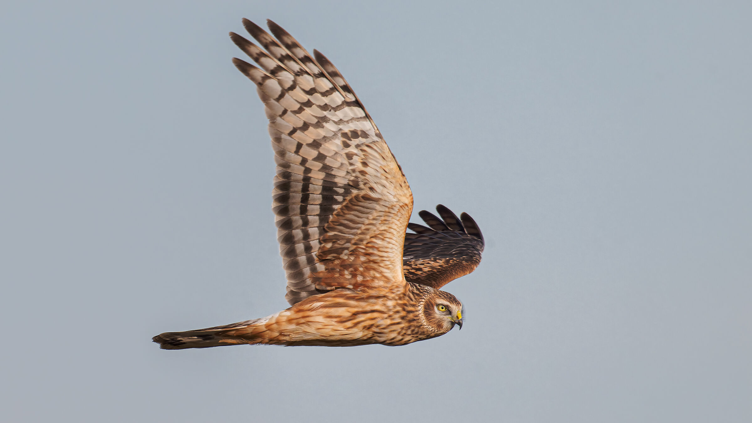 Hen Harrier