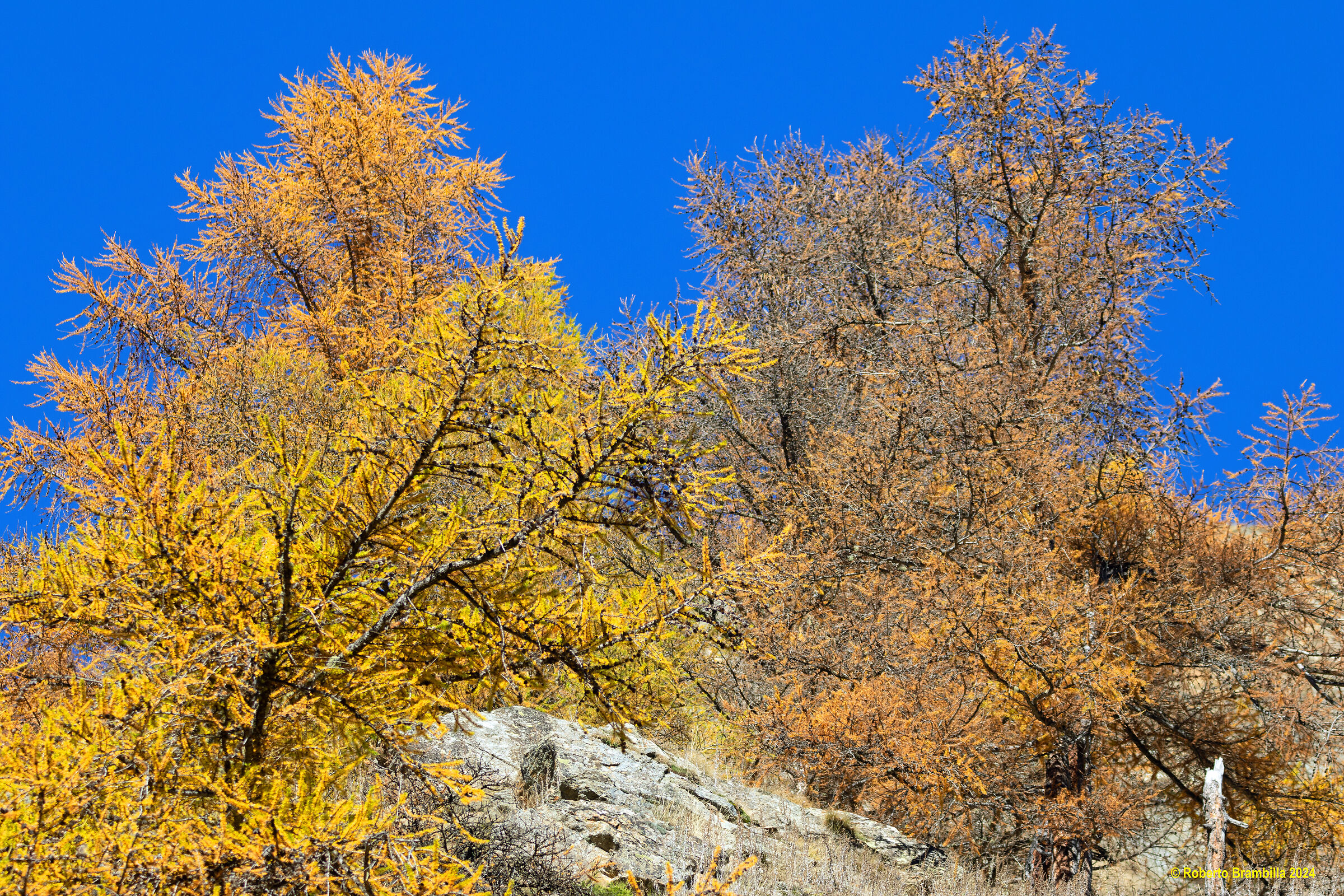 Foliage