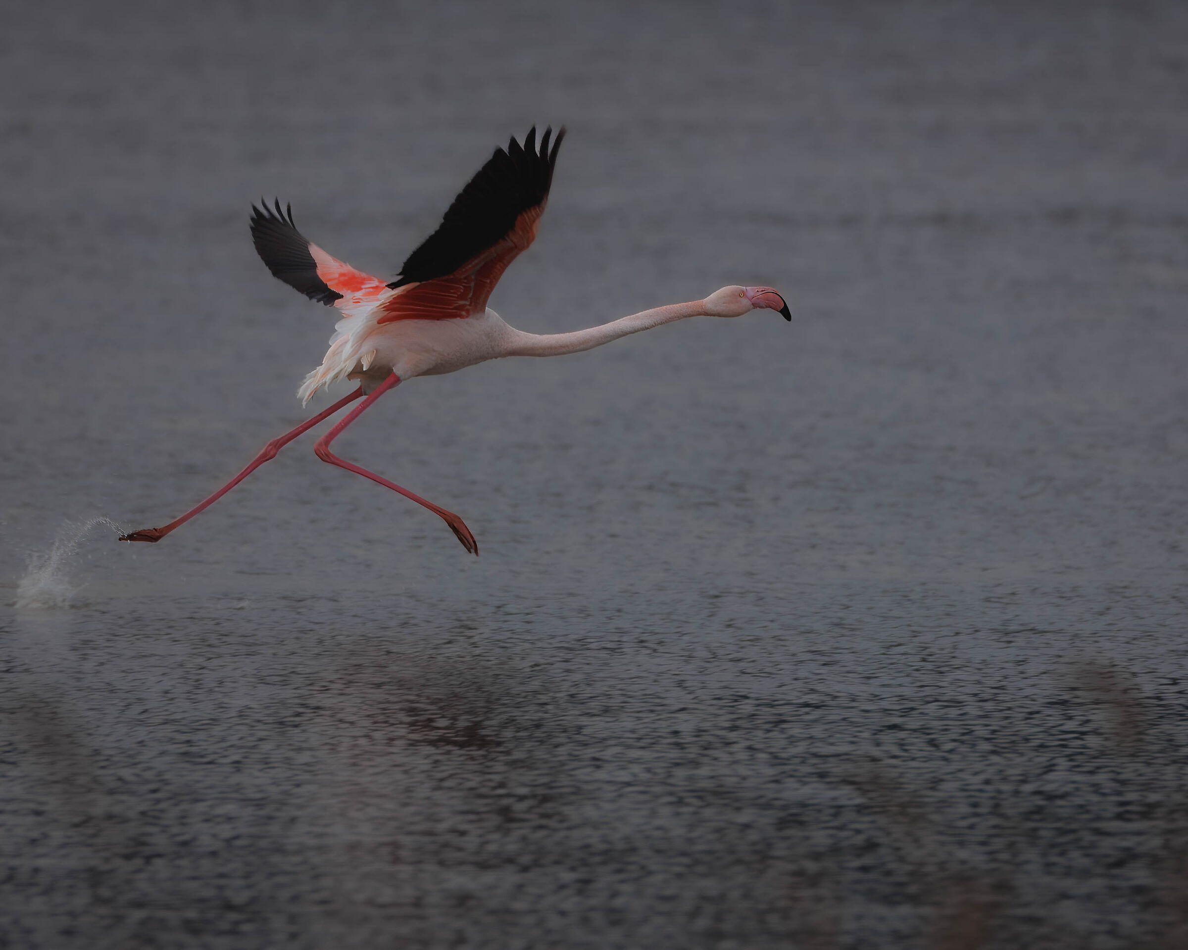 Phoenicopterus roseus