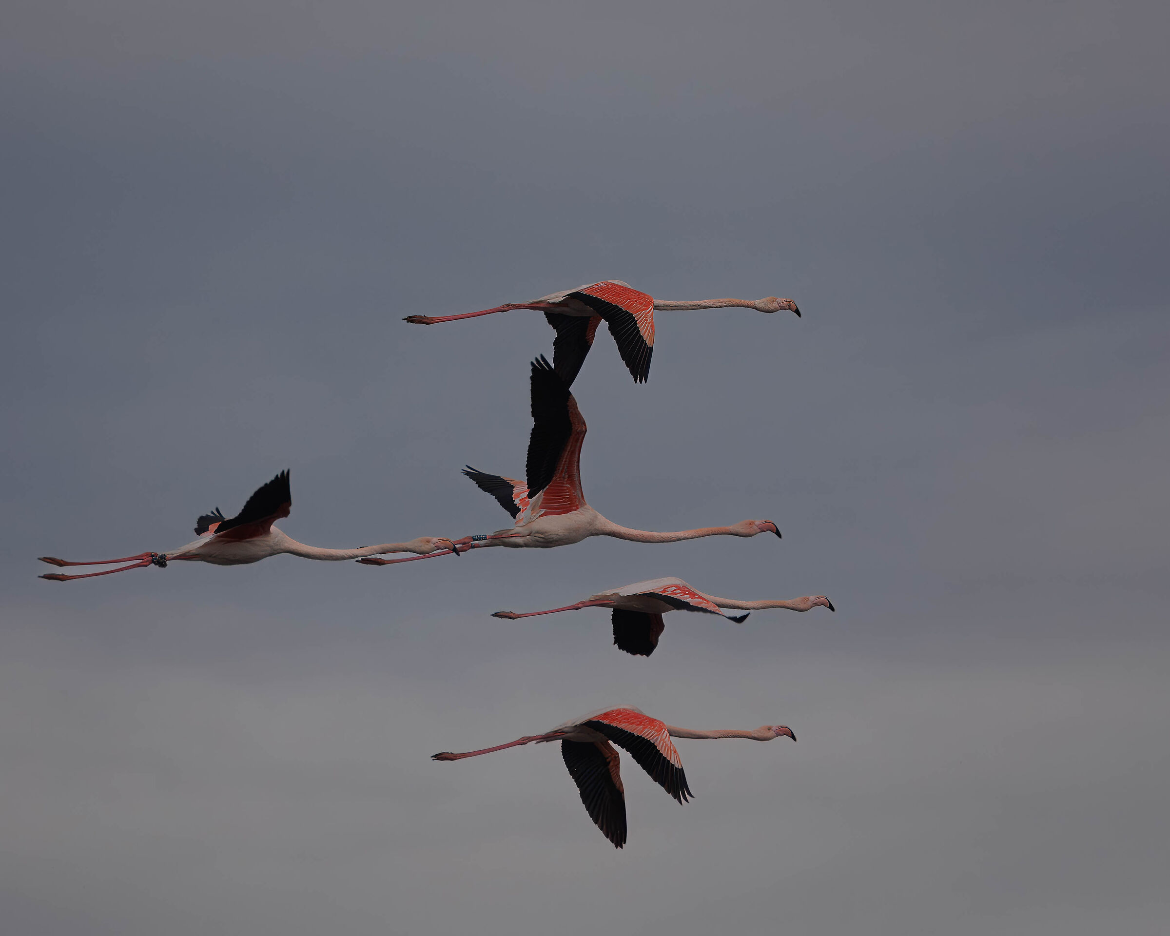 Phoenicopterus roseus
