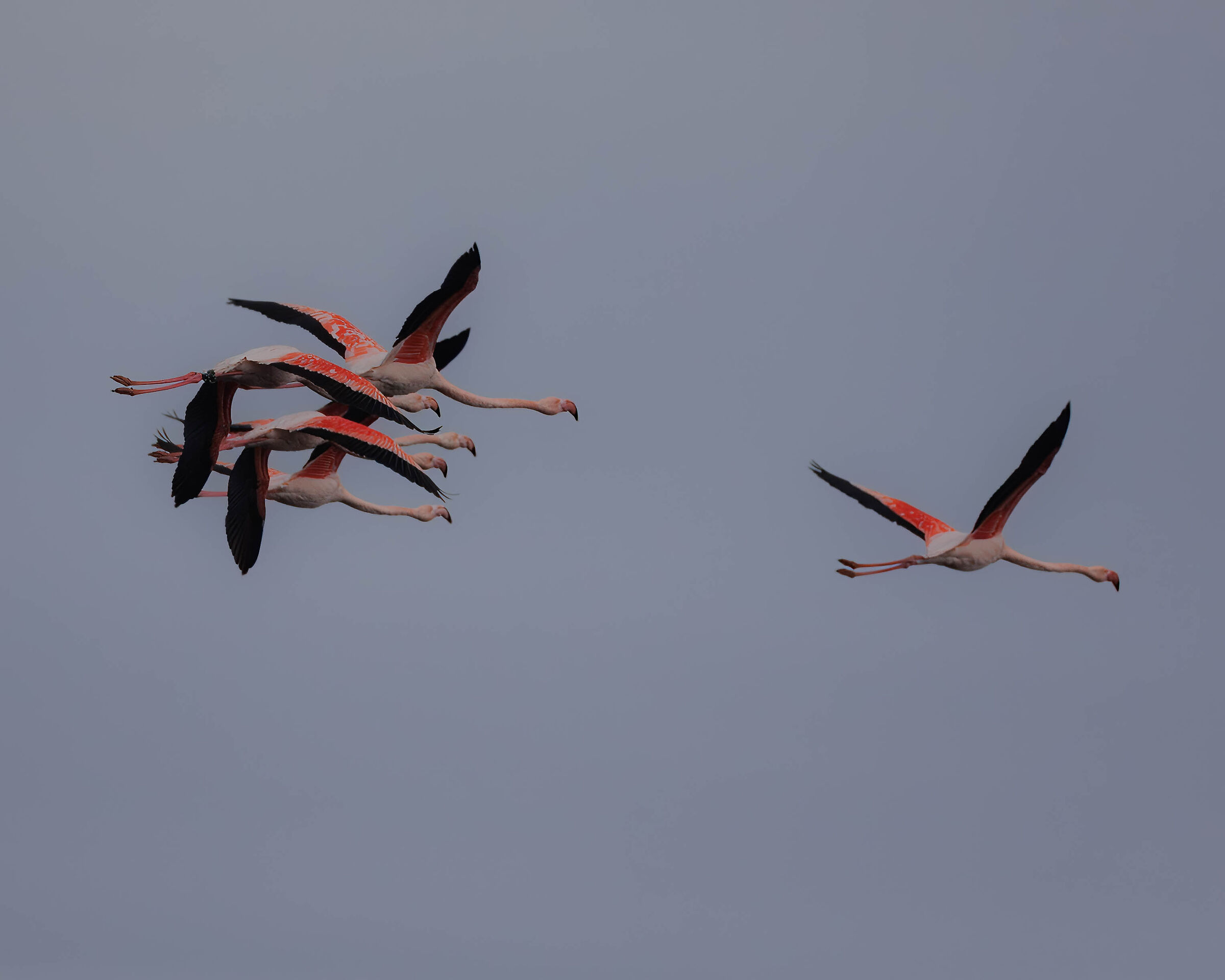 Phoenicopterus roseus