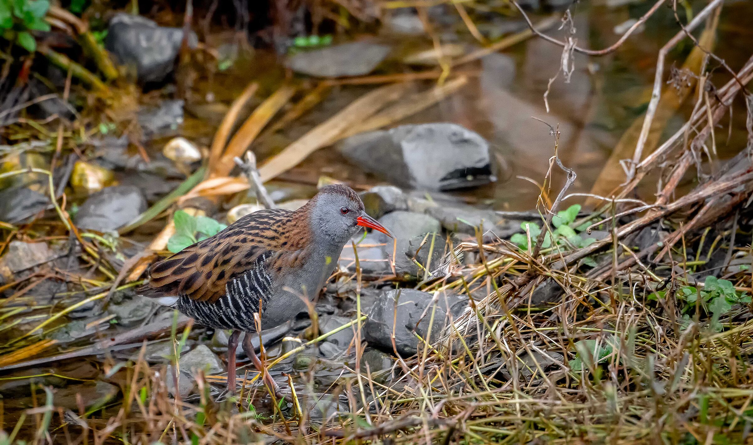Water rail