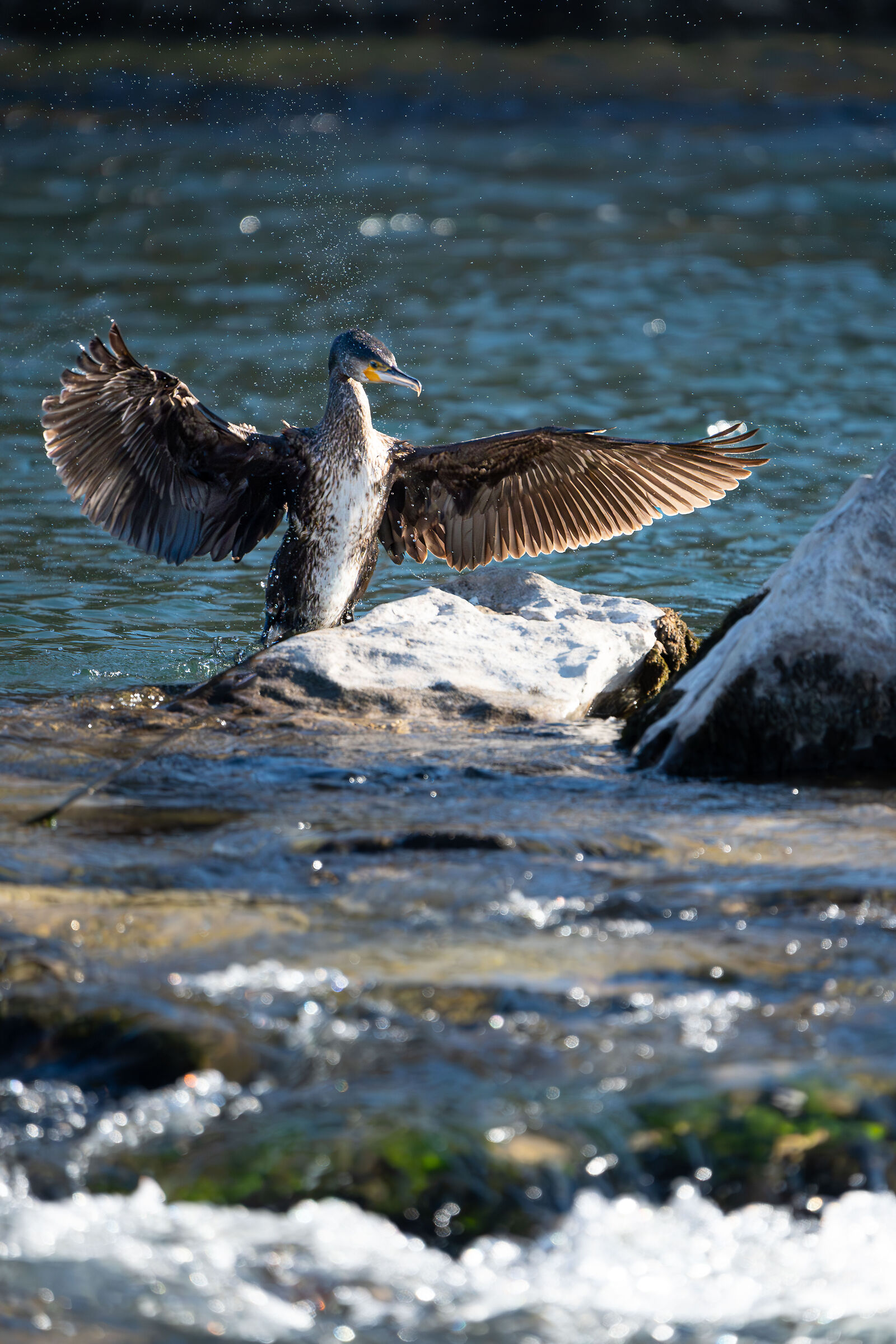 Cormorano sul Brenta, nei pressi di Bassano del Grappa