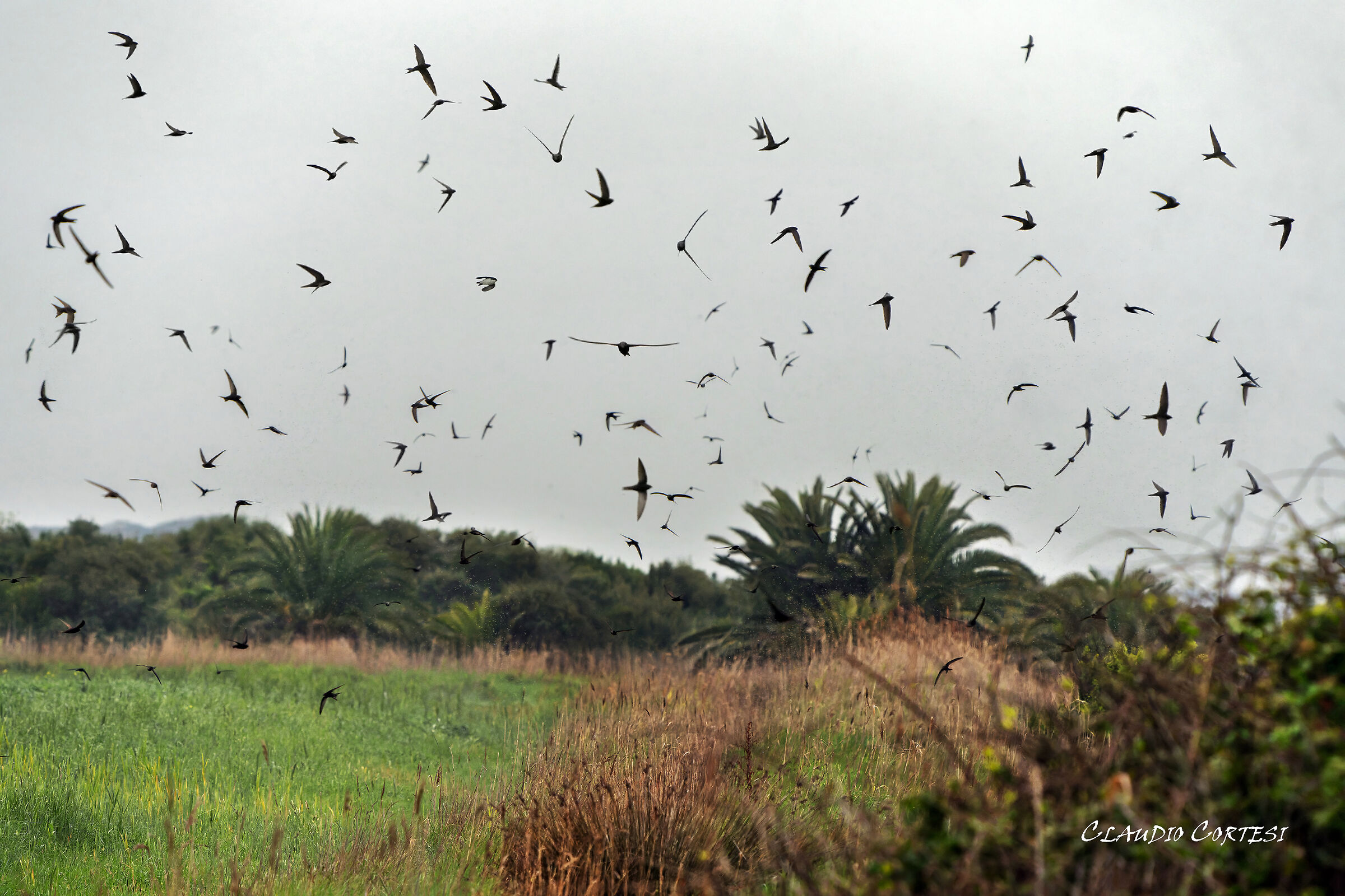 Migrating swifts
