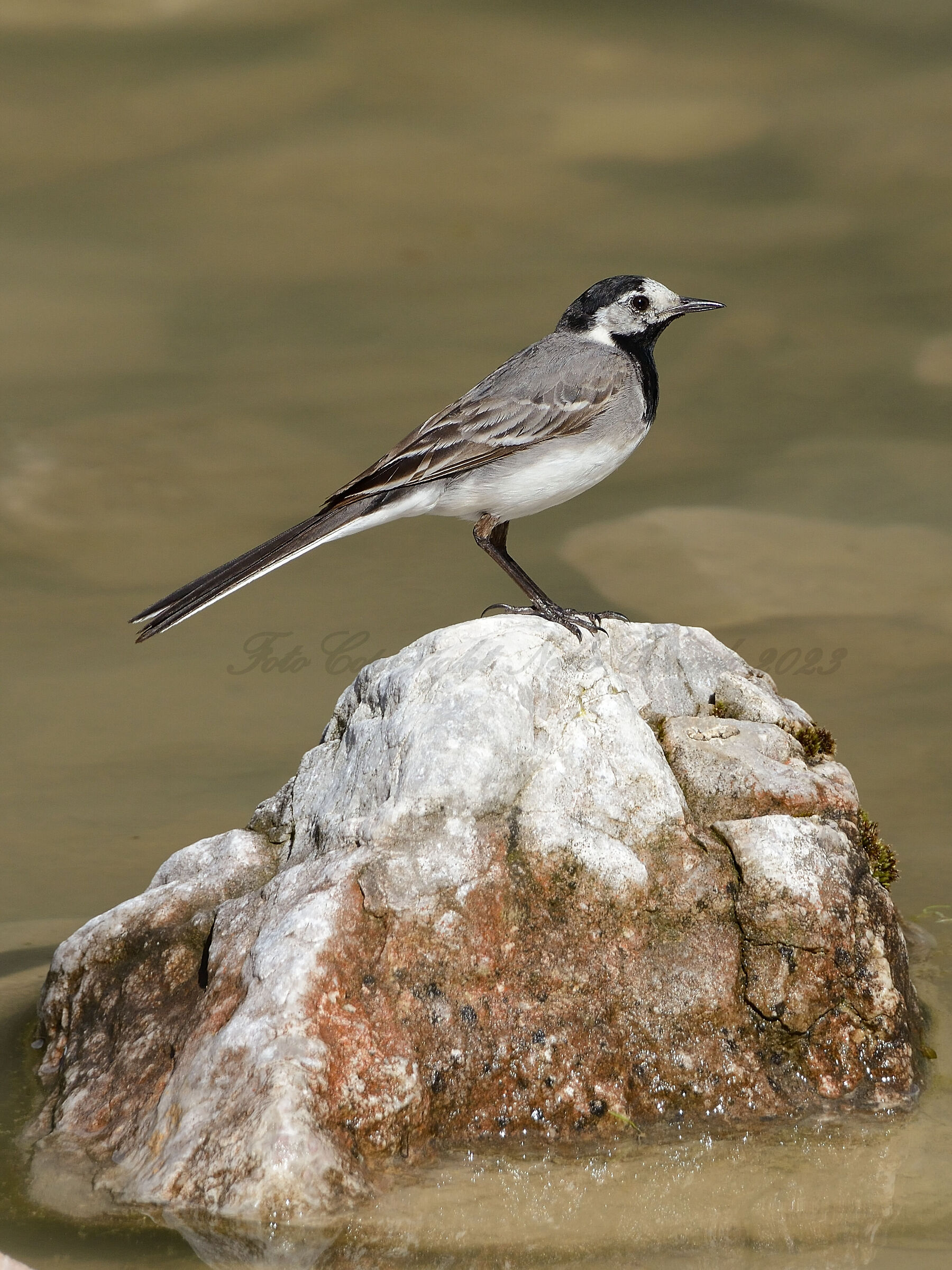White wagtail