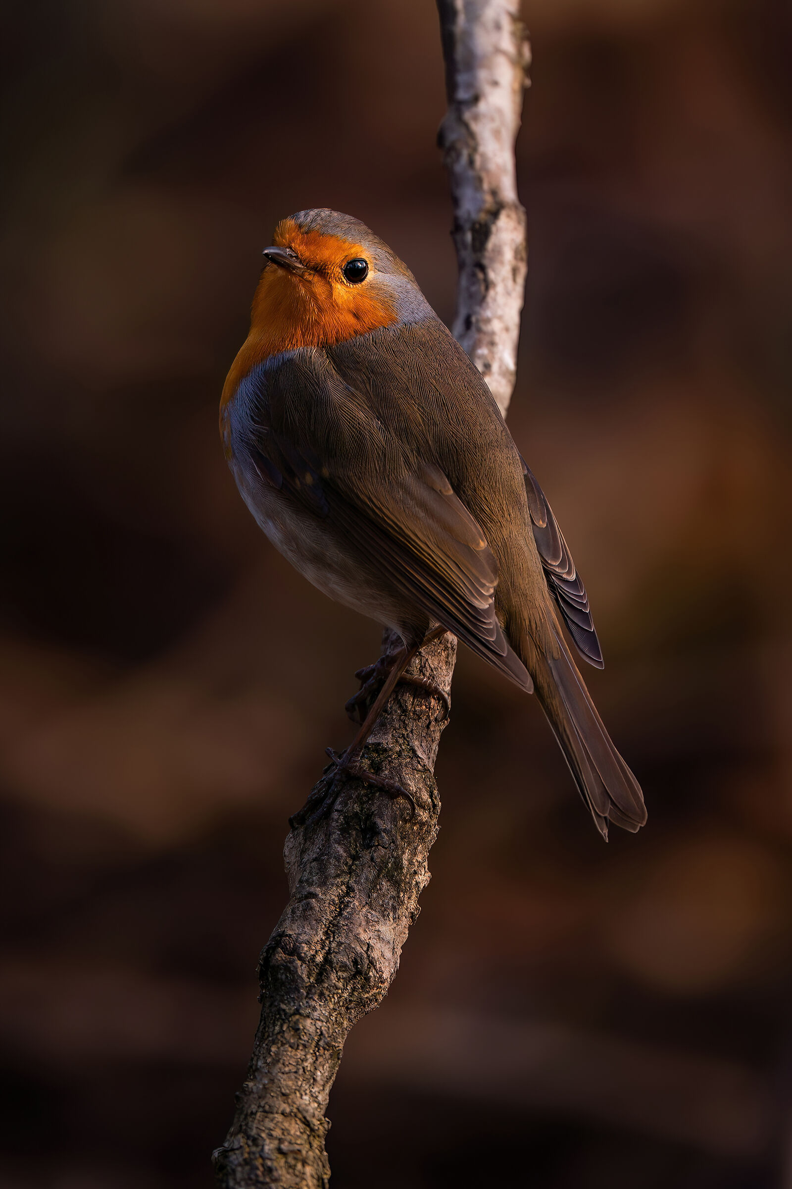 Erithacus rubecula