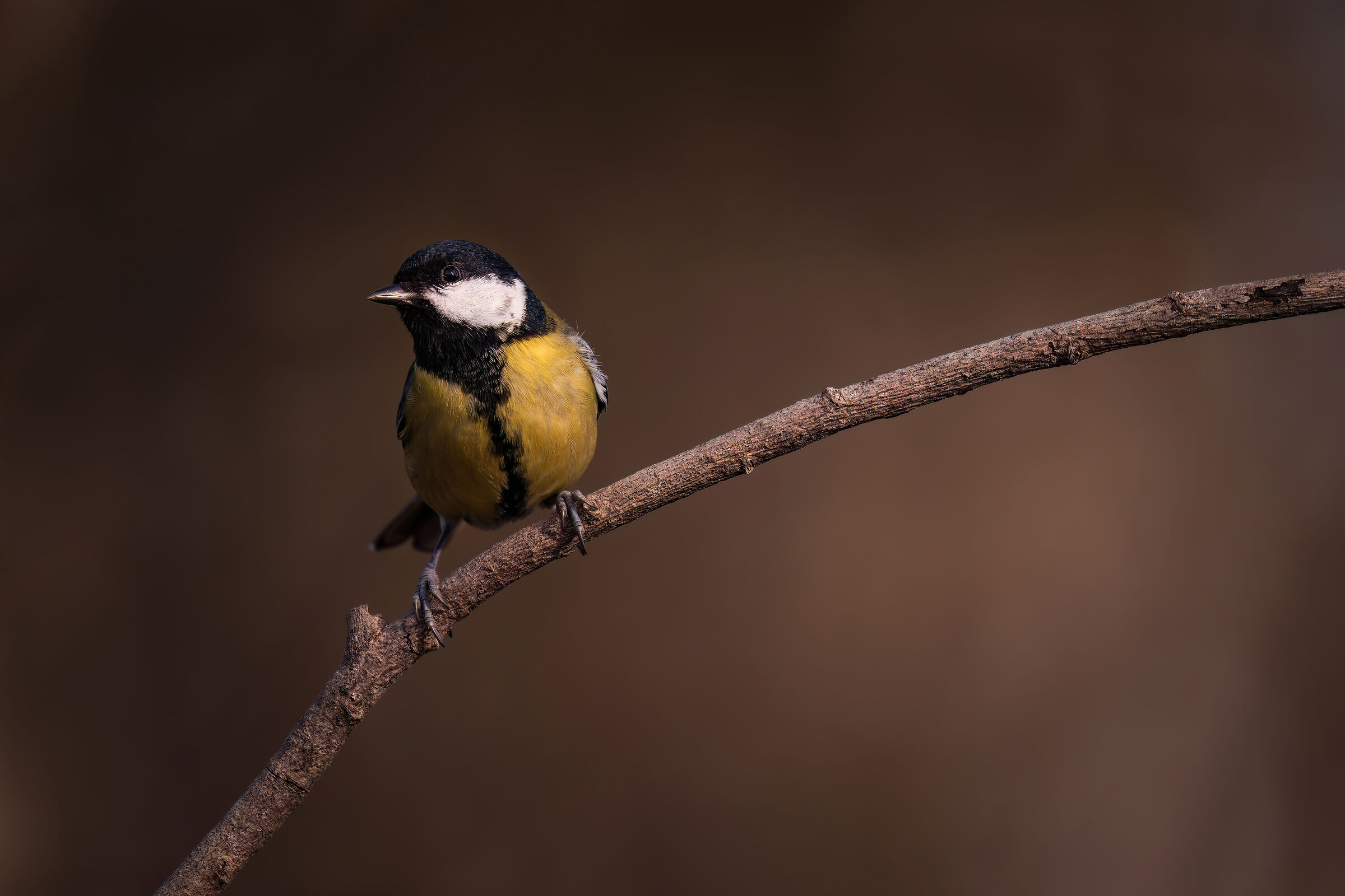 Parus Major