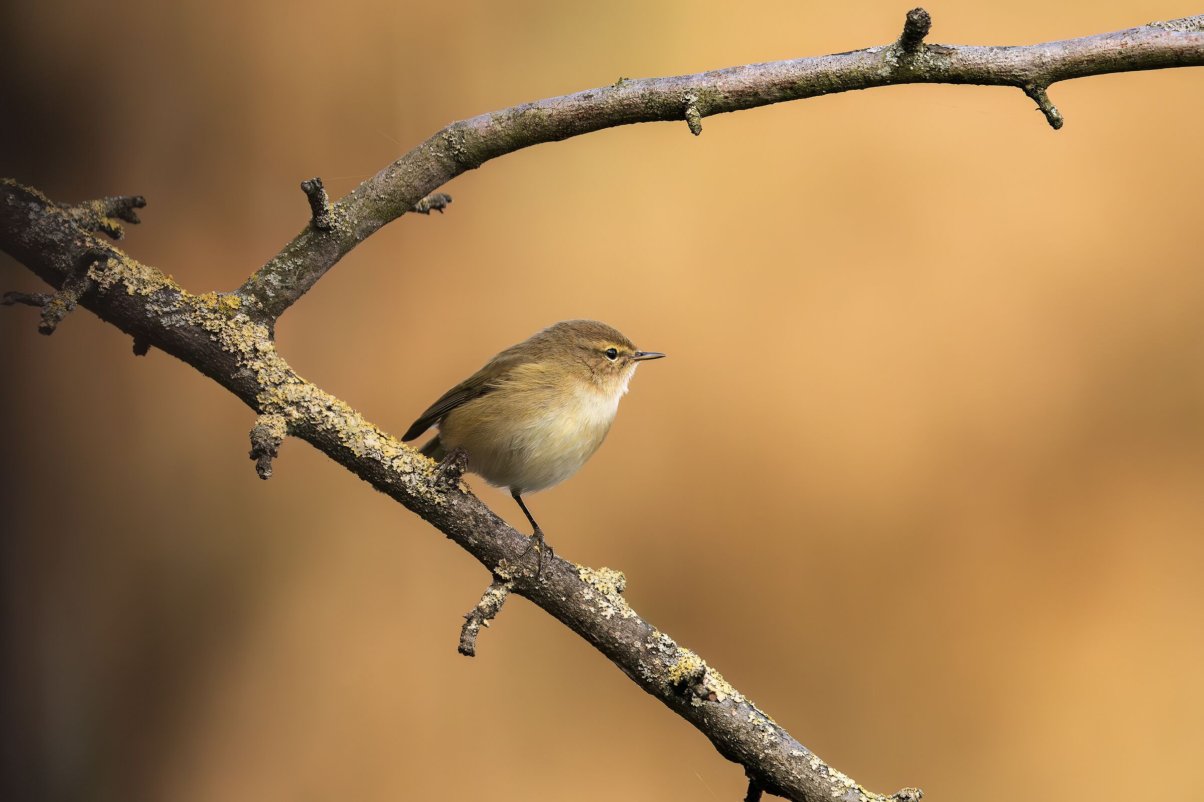 Phylloscopus Collybita