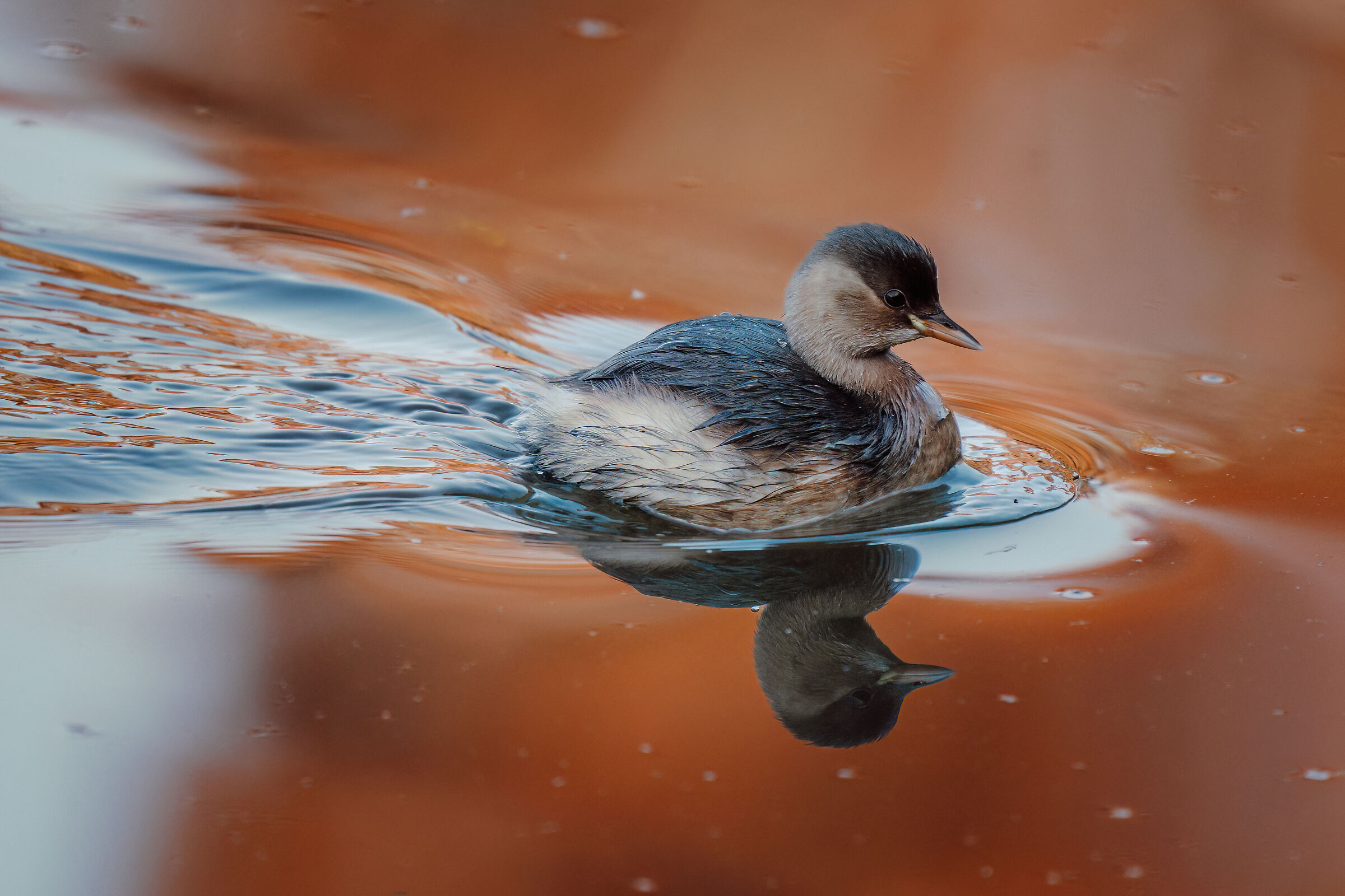 Dabchick