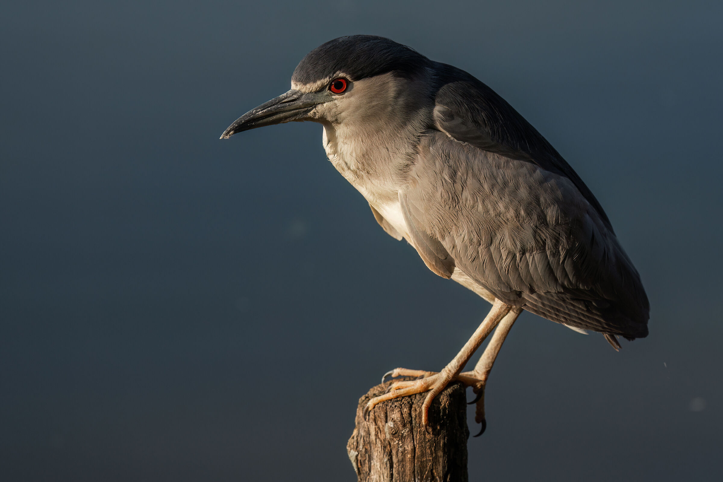 Nycticorax