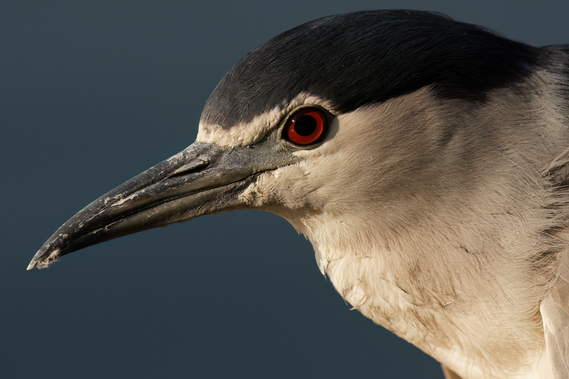 Nycticorax