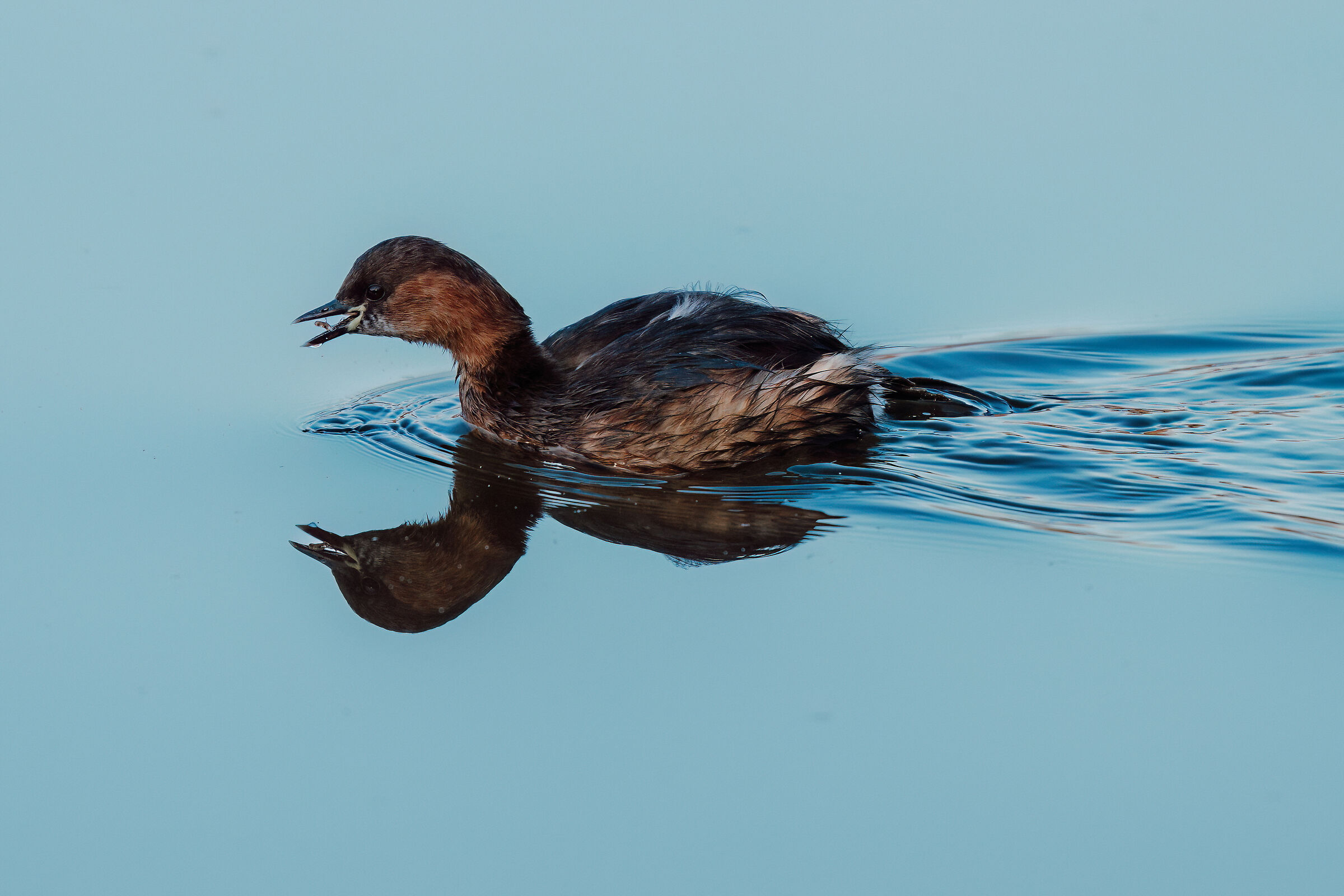 Dabchick