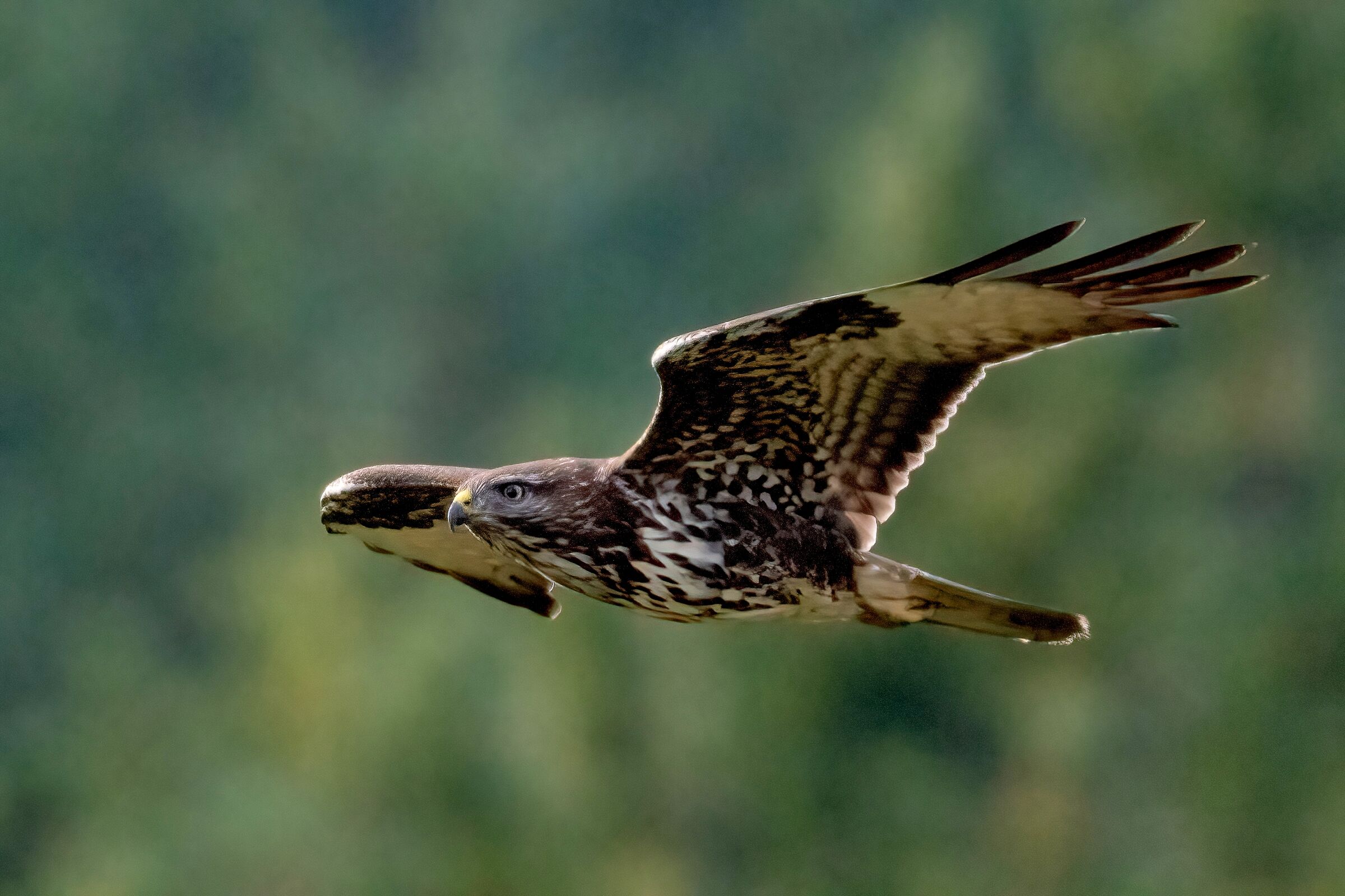 Poiana (Buteo buteo)