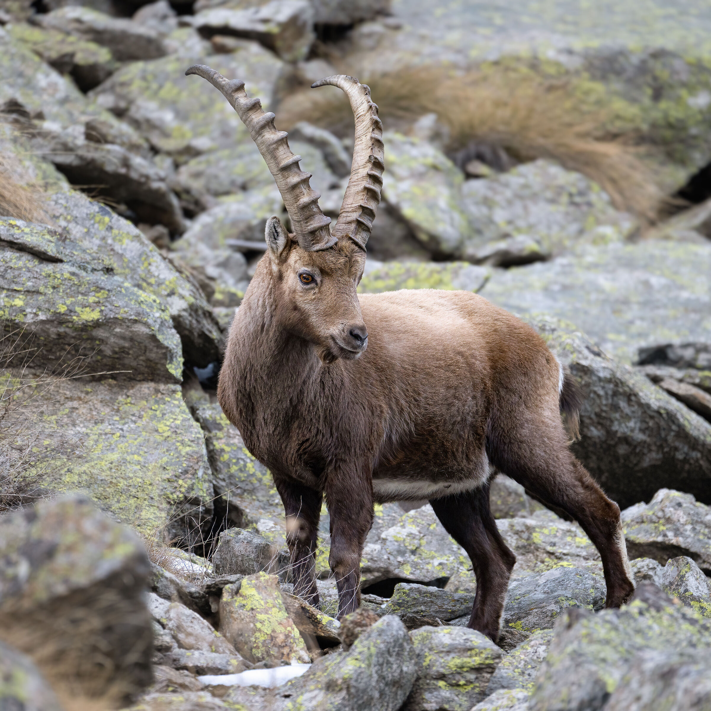 Ibex - Gran Paradiso National Park