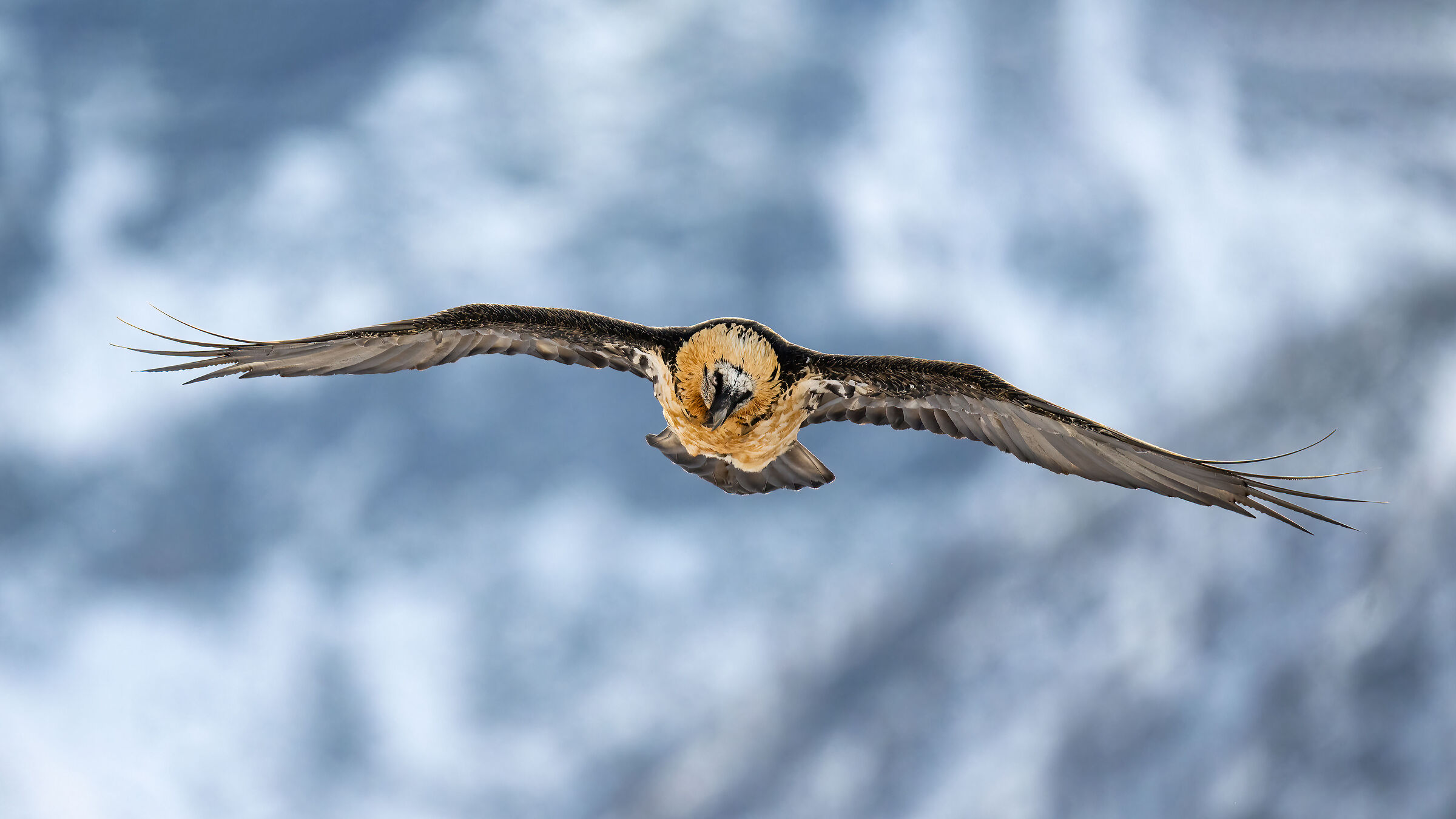 Gypaetus barbatus - Gran Paradiso National Park