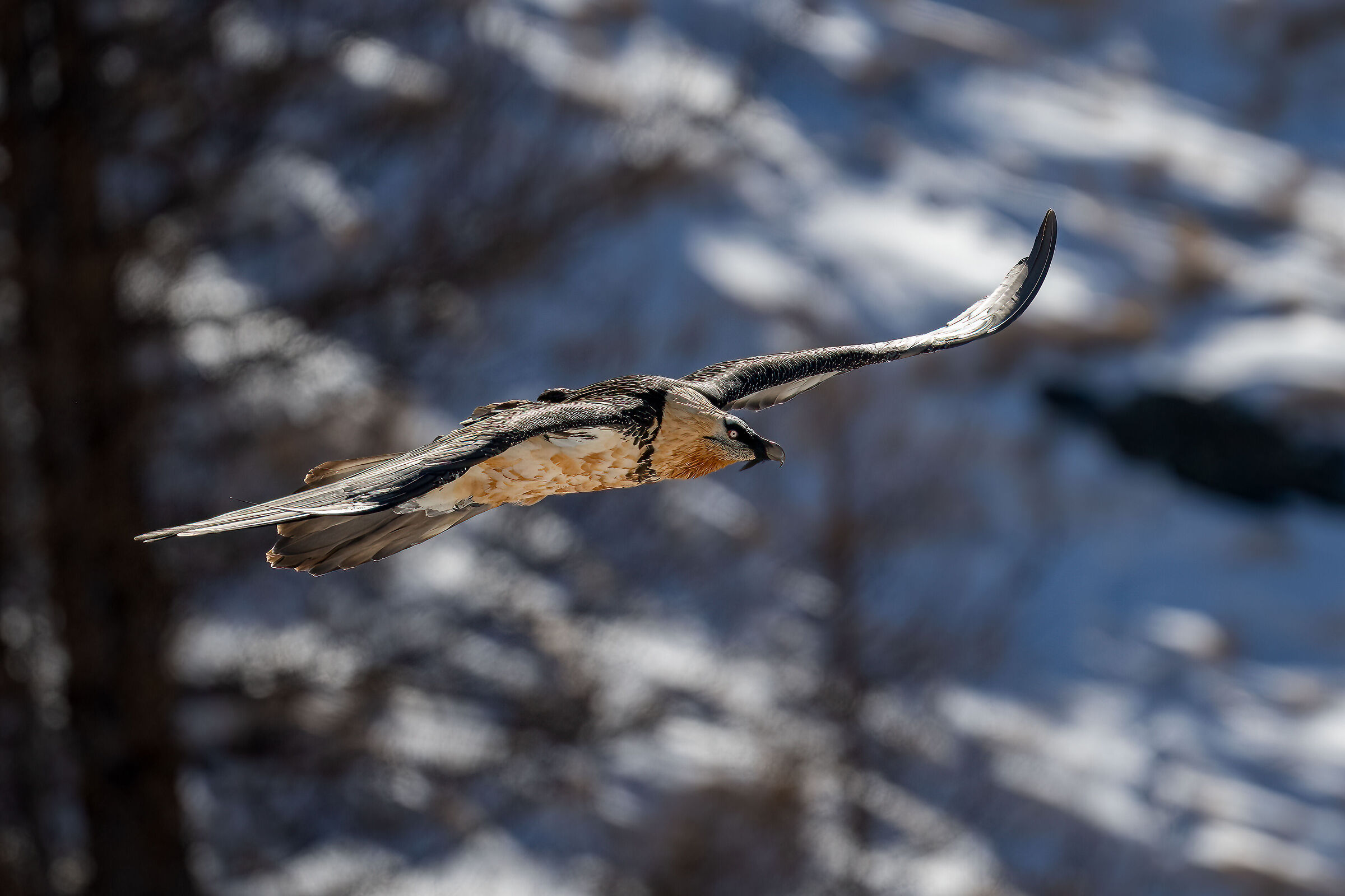 Gypaetus barbatus - Gran Paradiso National Park