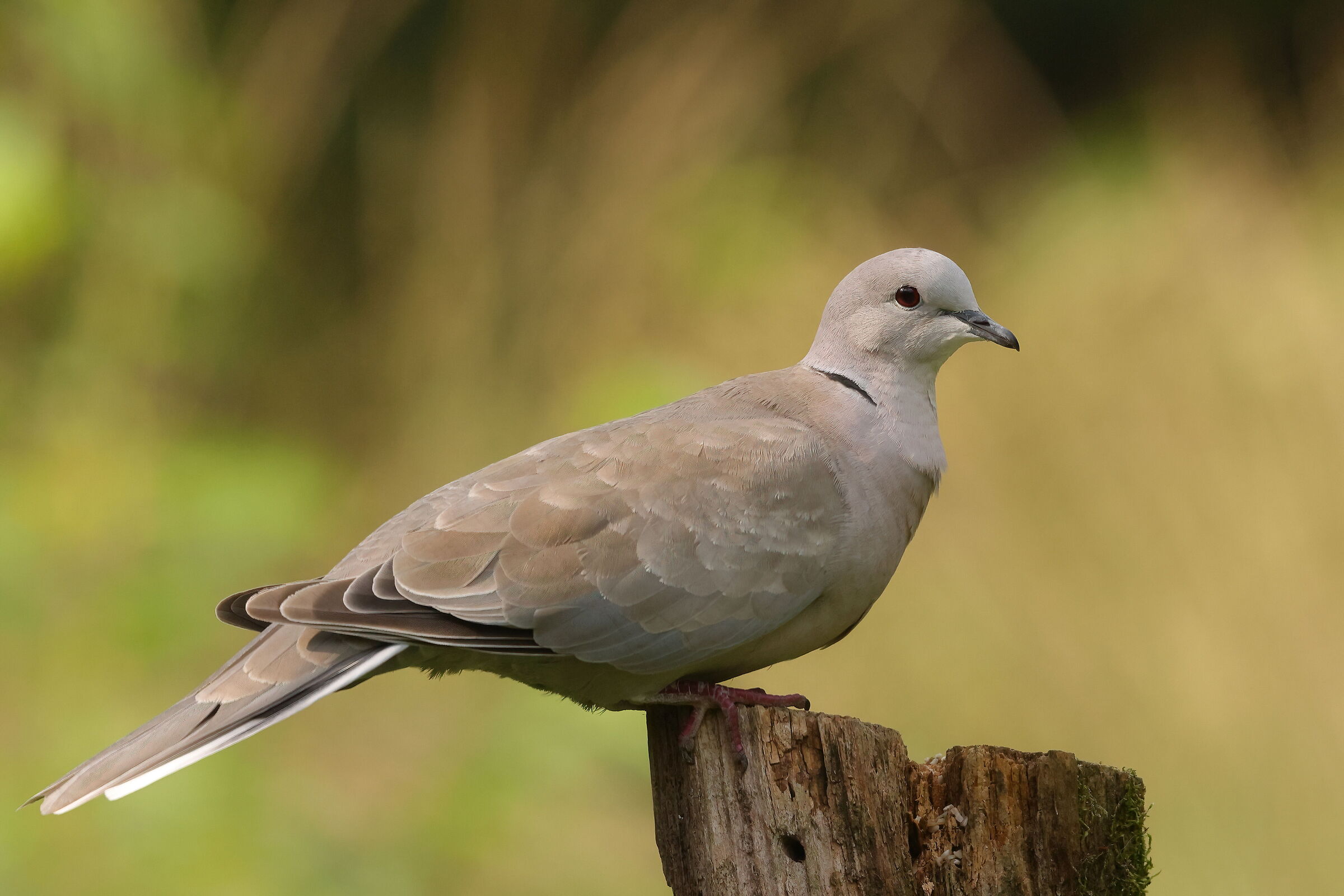 Turtle dove