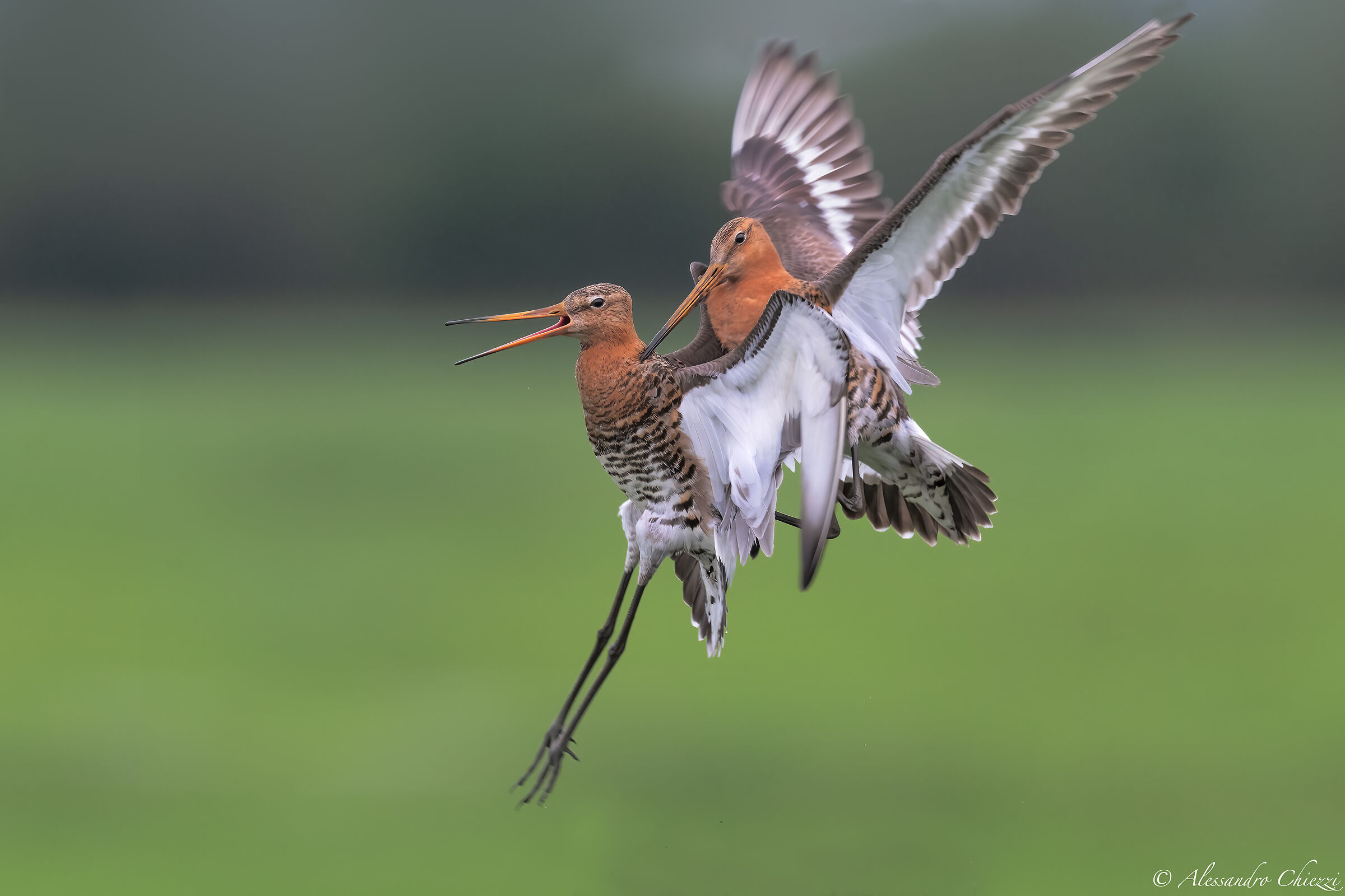 Battle between royals