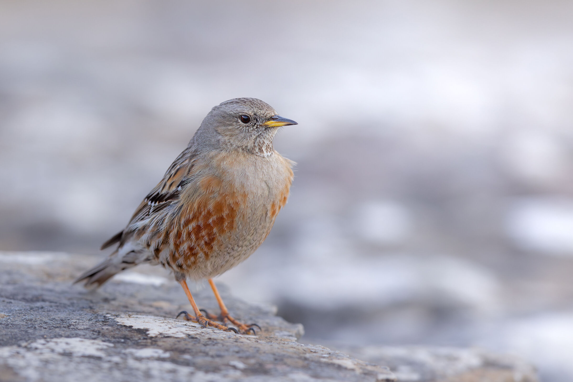 Alpine accentor