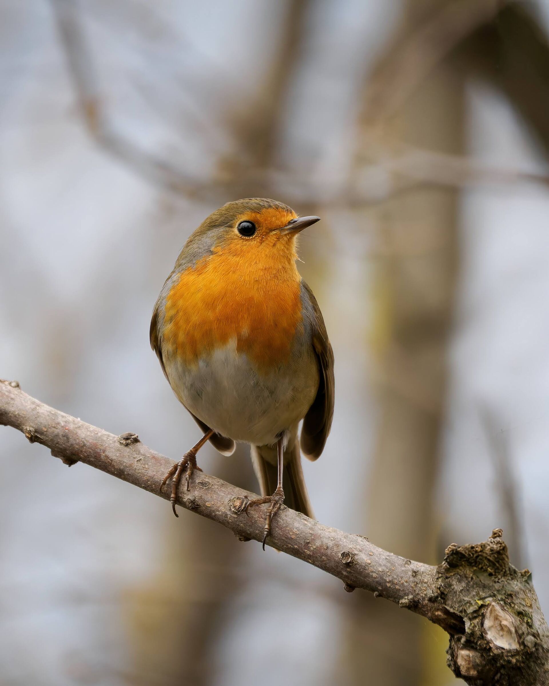 Robin