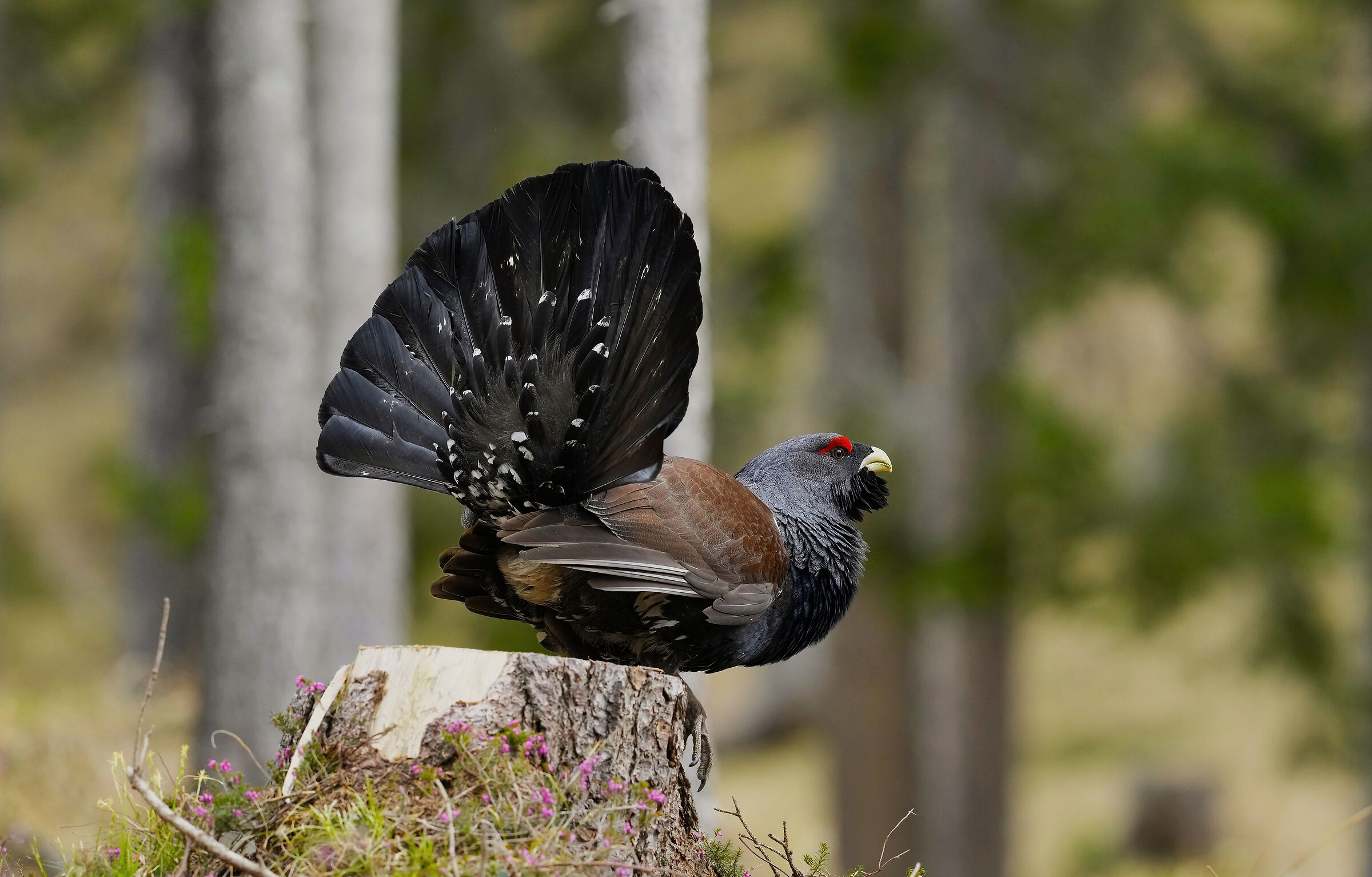 grouse
