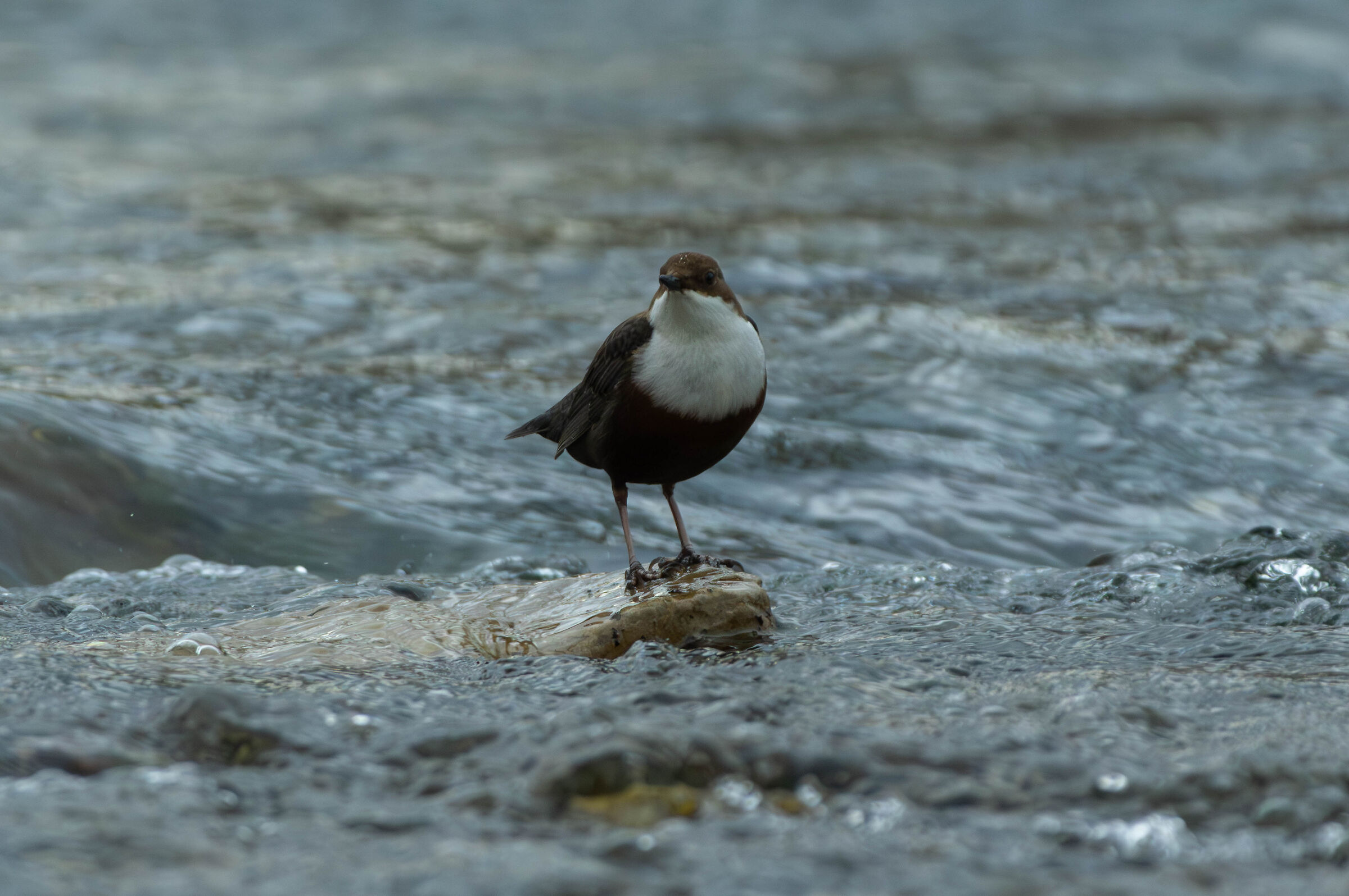 white-throated dipper