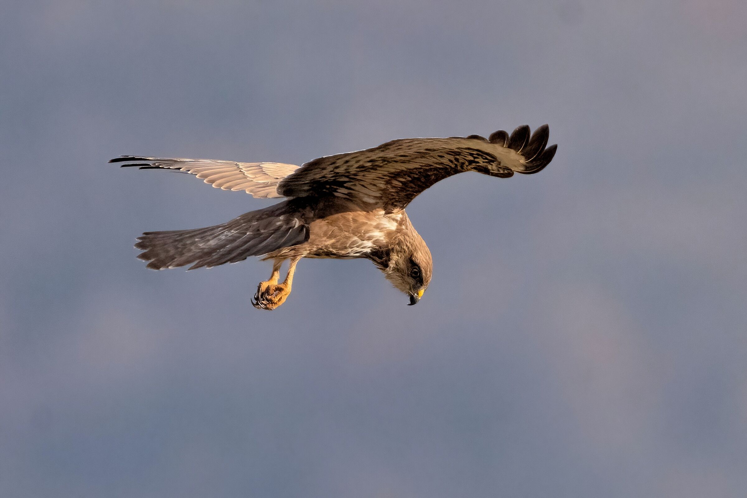 Buzzard (Buteo buteo)