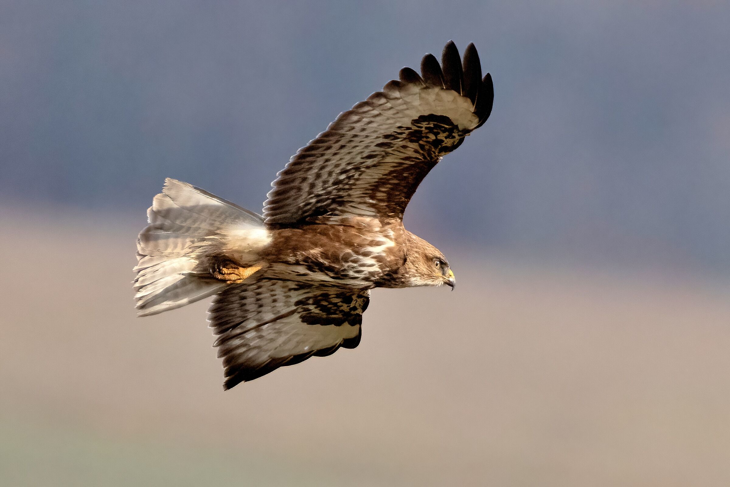Buzzard on the hunt